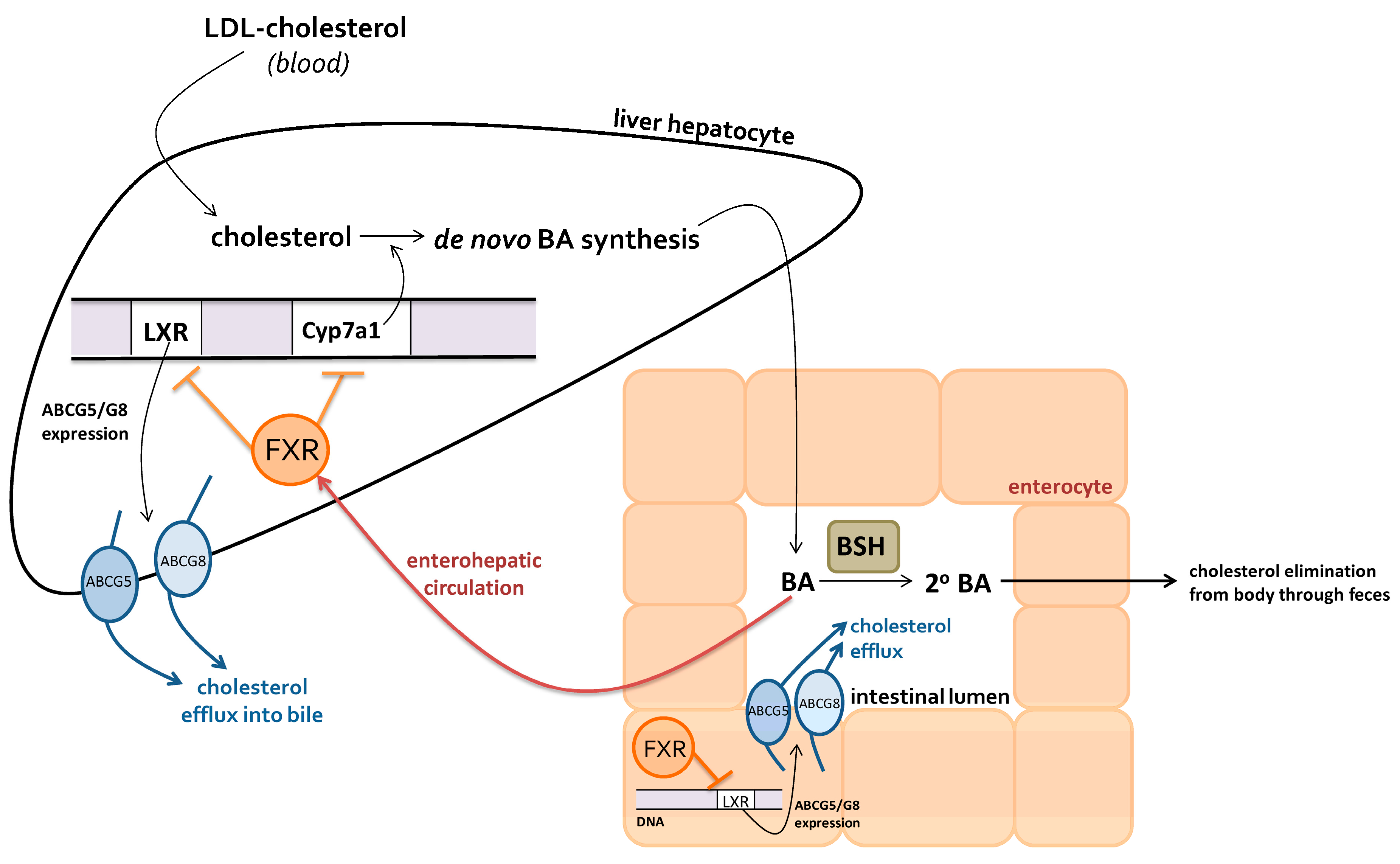 Nutrients 09 00859 g003