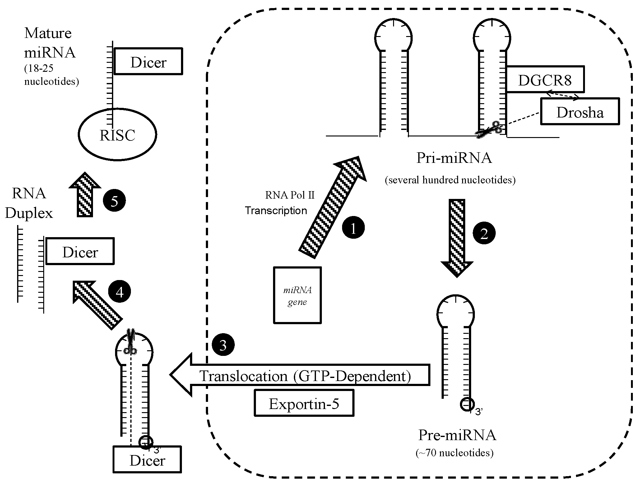 Nutrients 09 00902 g004