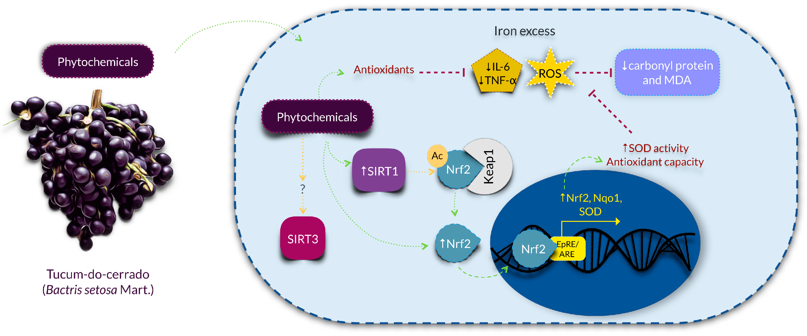 Nutrients 09 01243 g007
