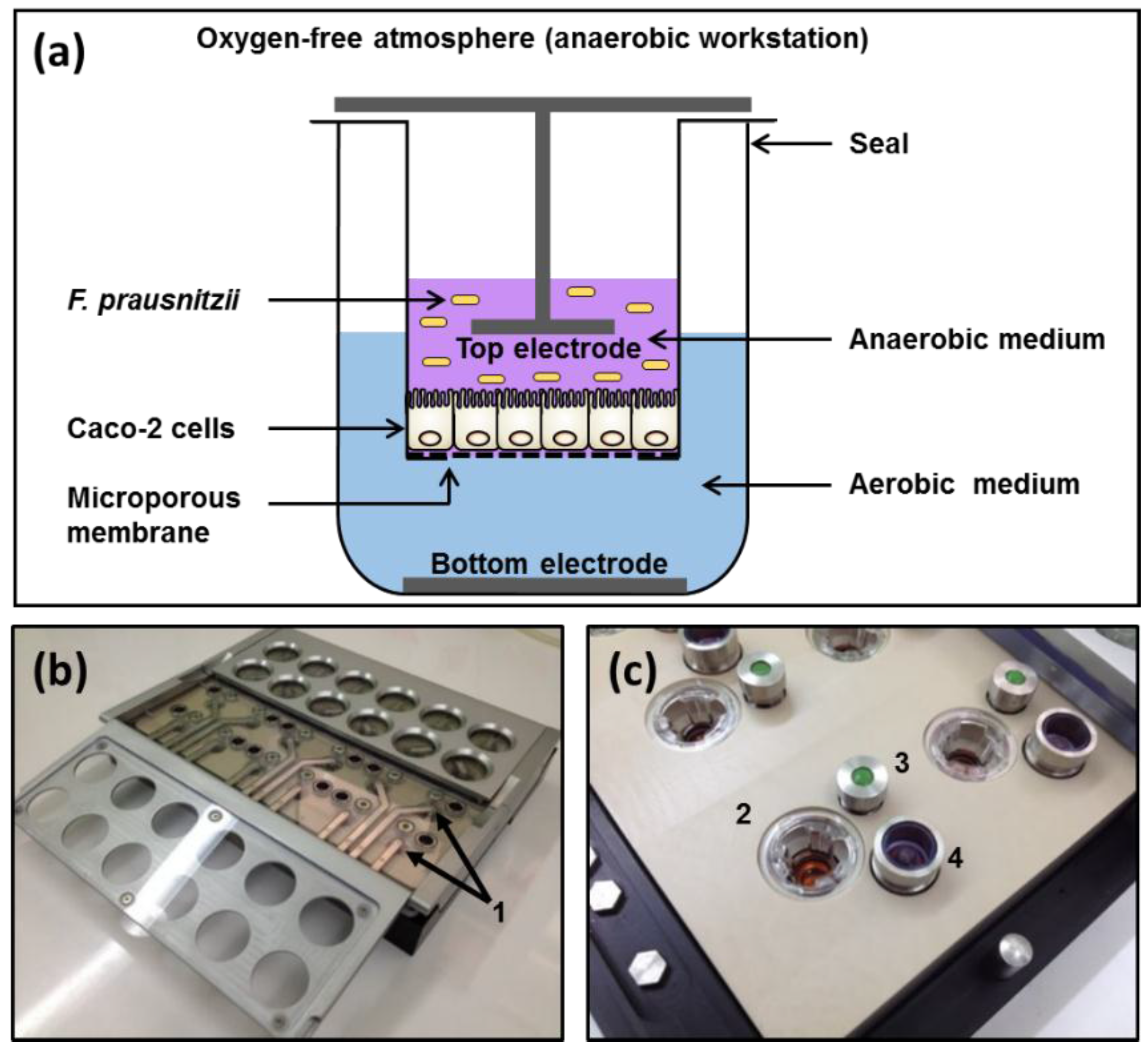 Nutrients 09 01349 g001