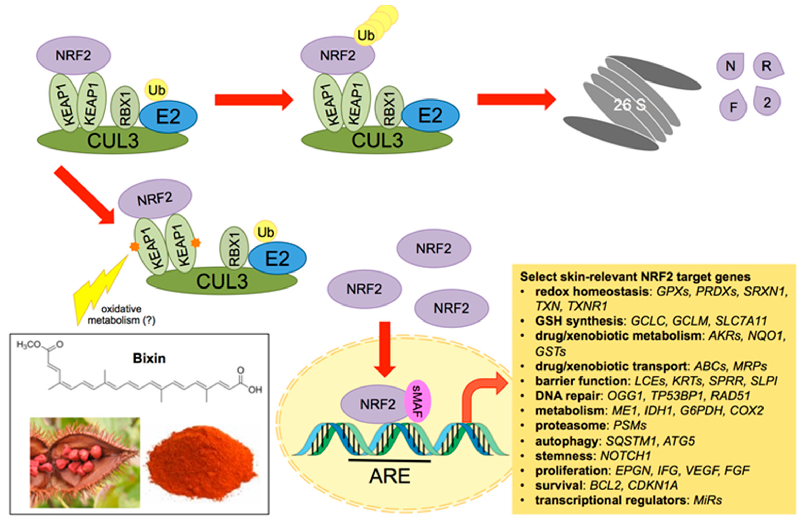 Nutrients 09 01371 g001