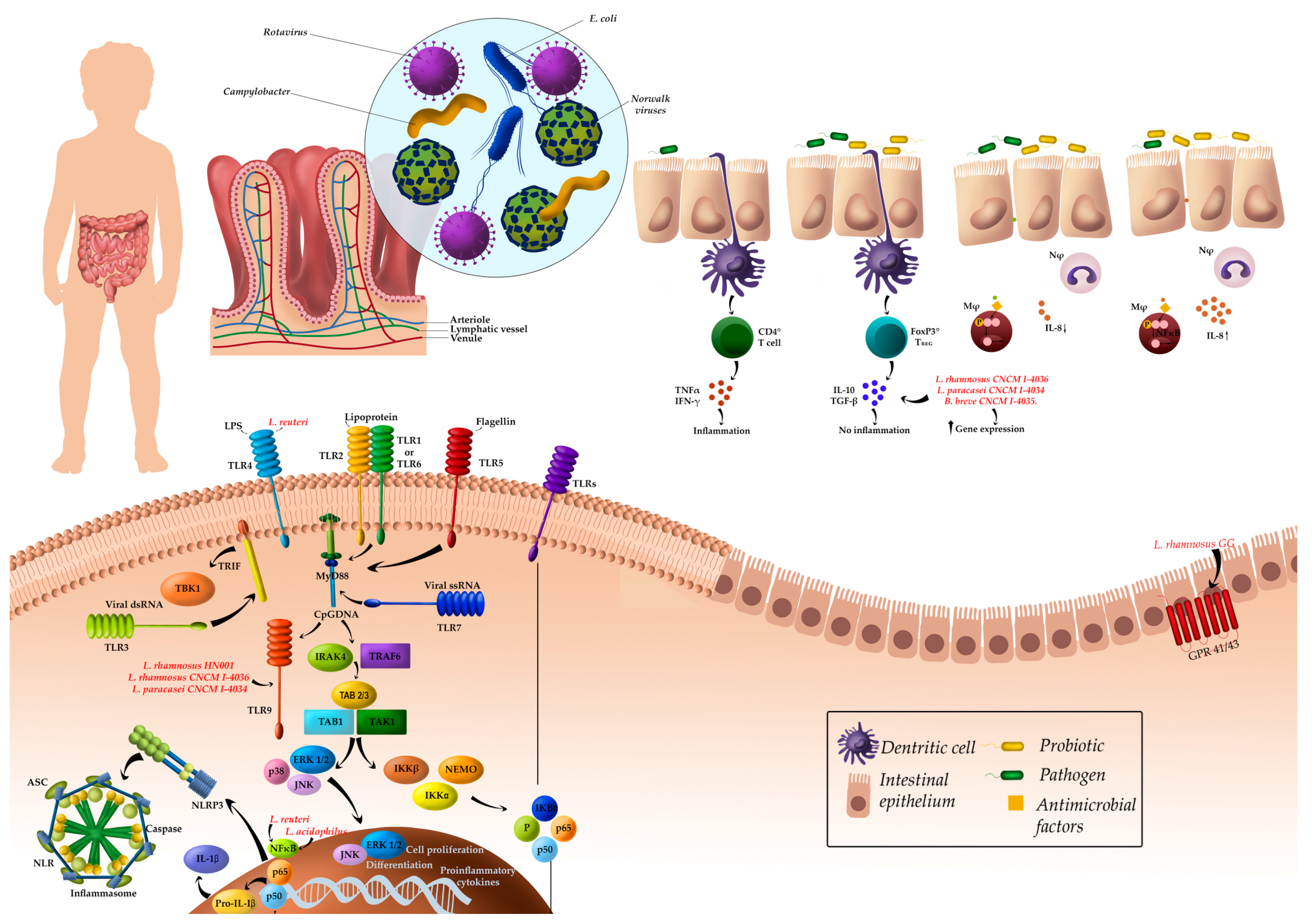 Nutrients 10 00042 g001