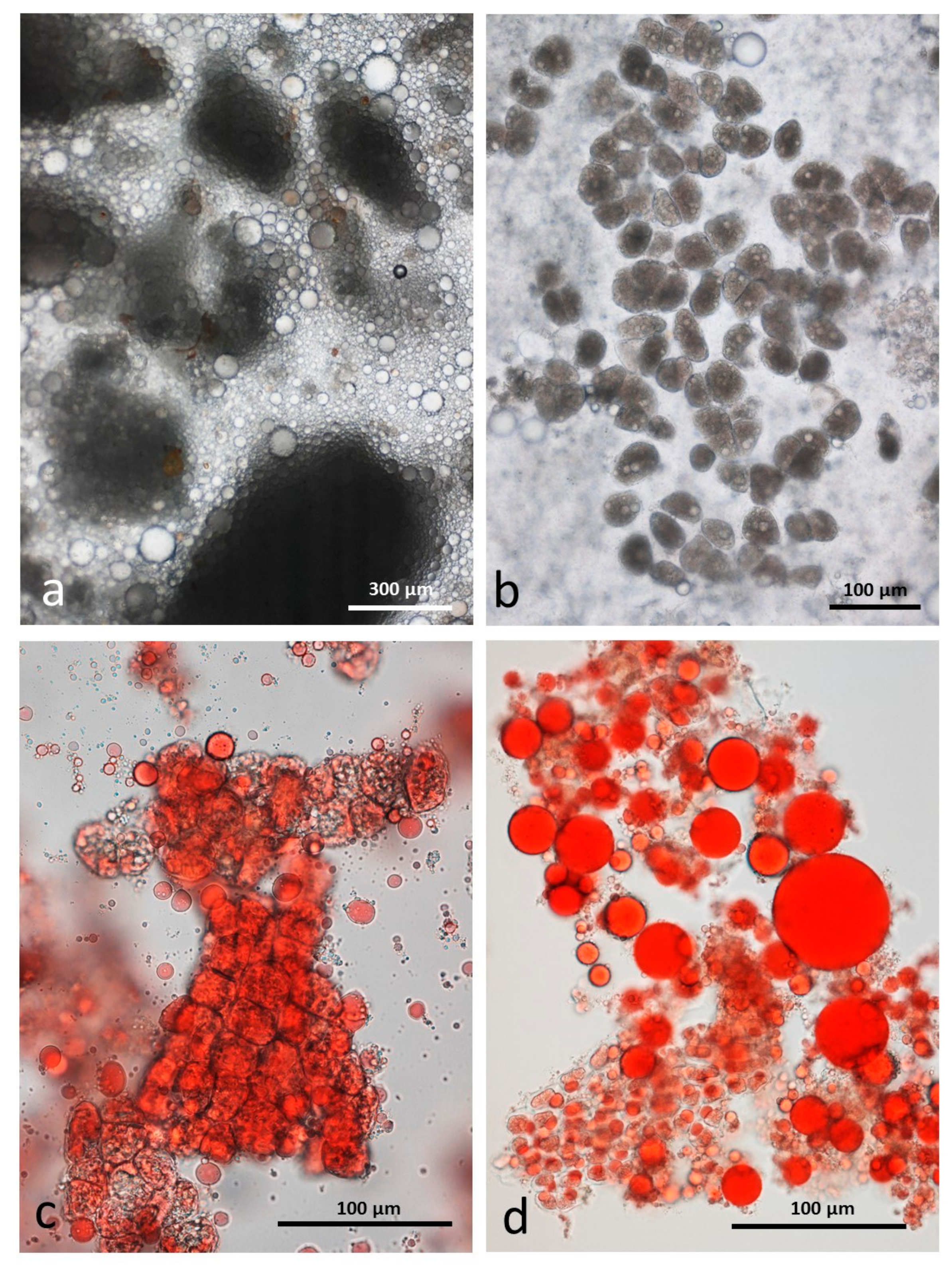 Nutrients 10 00213 g005