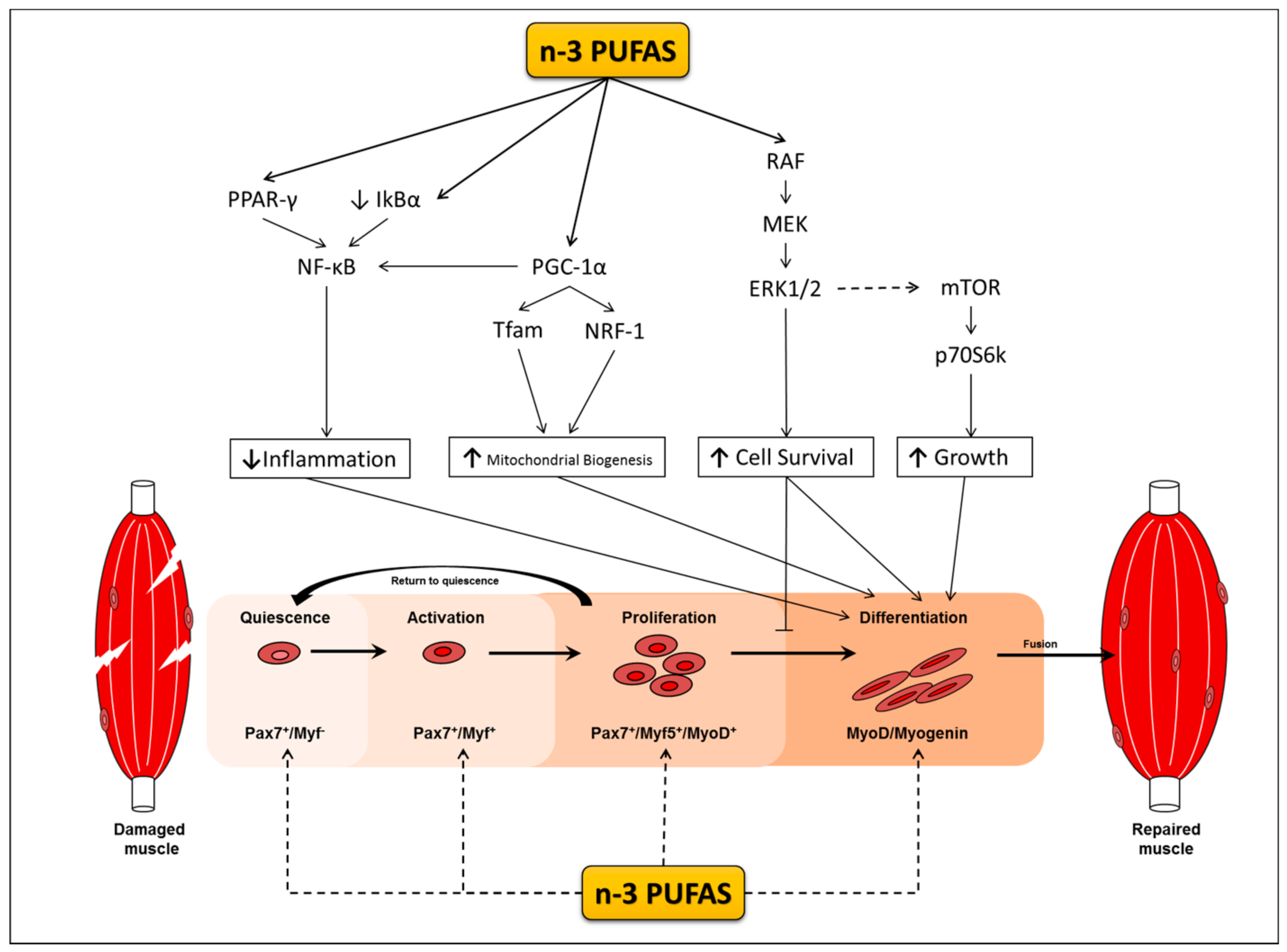 Nutrients 10 00309 g001