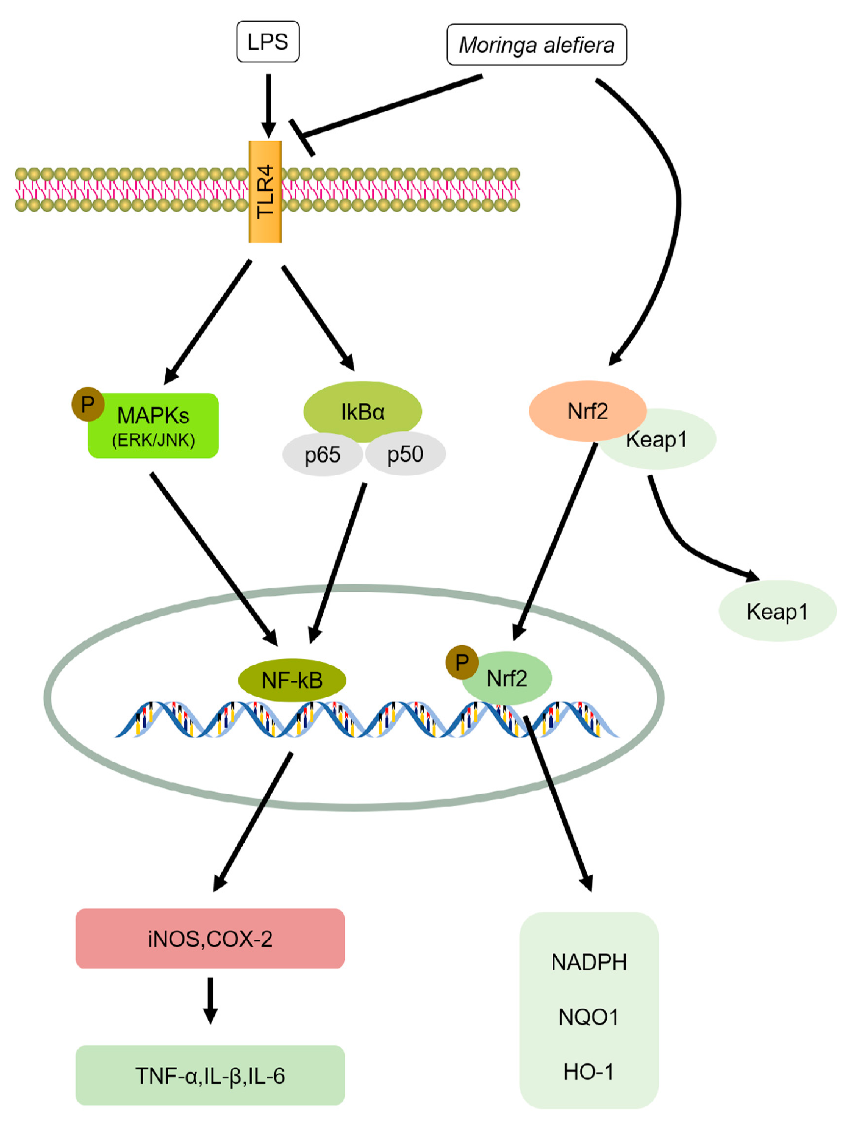 Nutrients 10 00343 g001