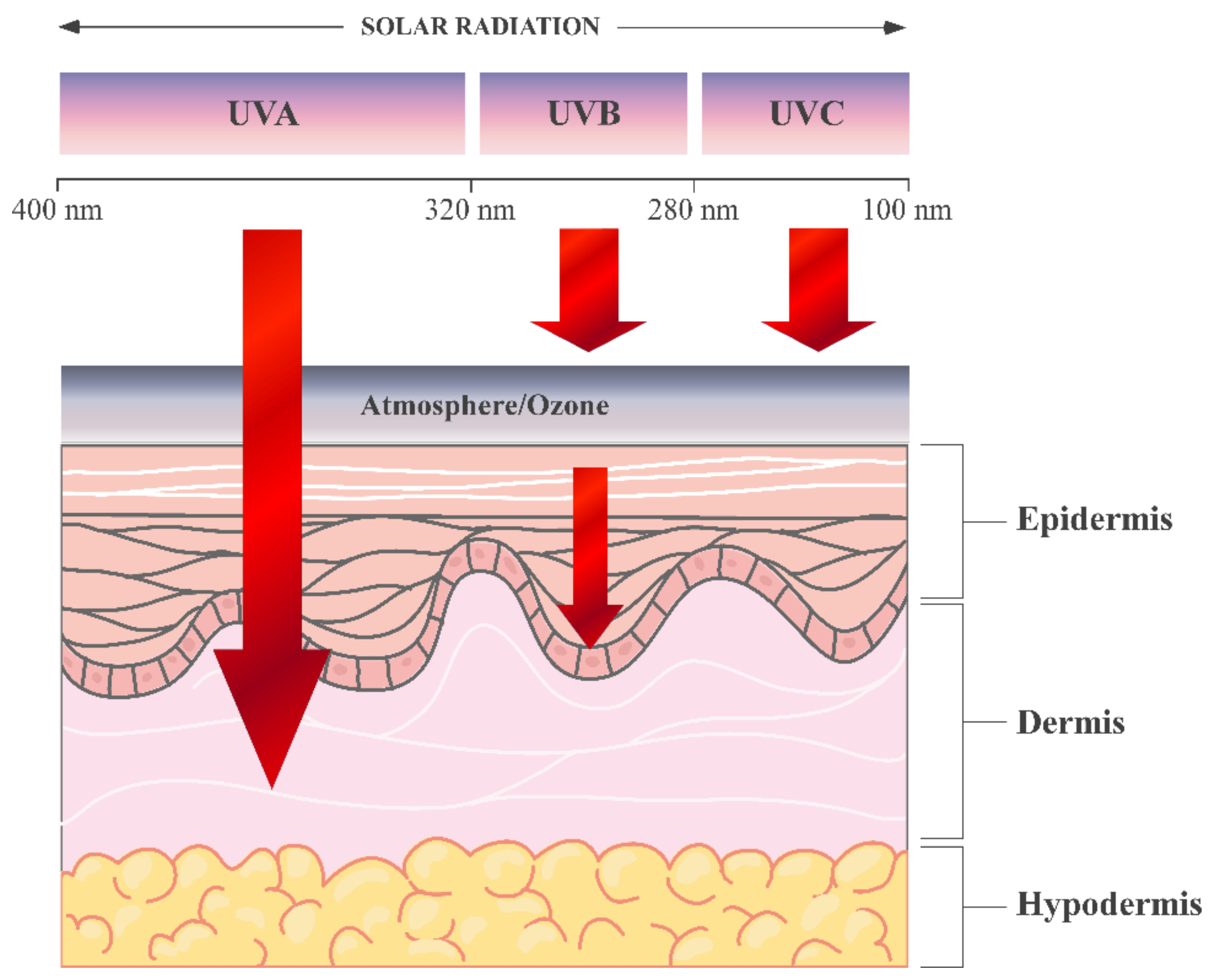 Nutrients 10 00403 g002 Nutrients 10 00403 g002