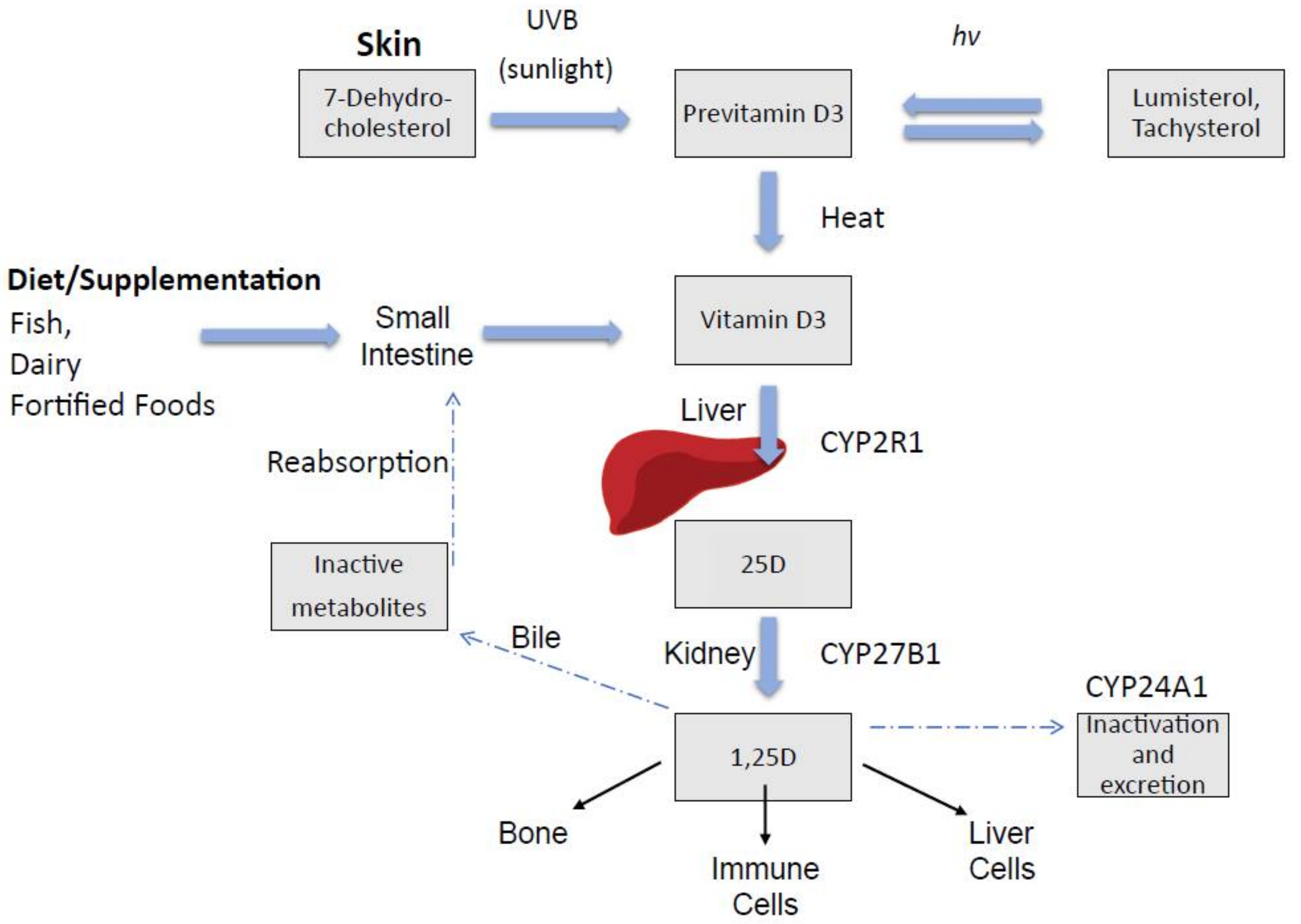 Nutrients 10 00496 g001