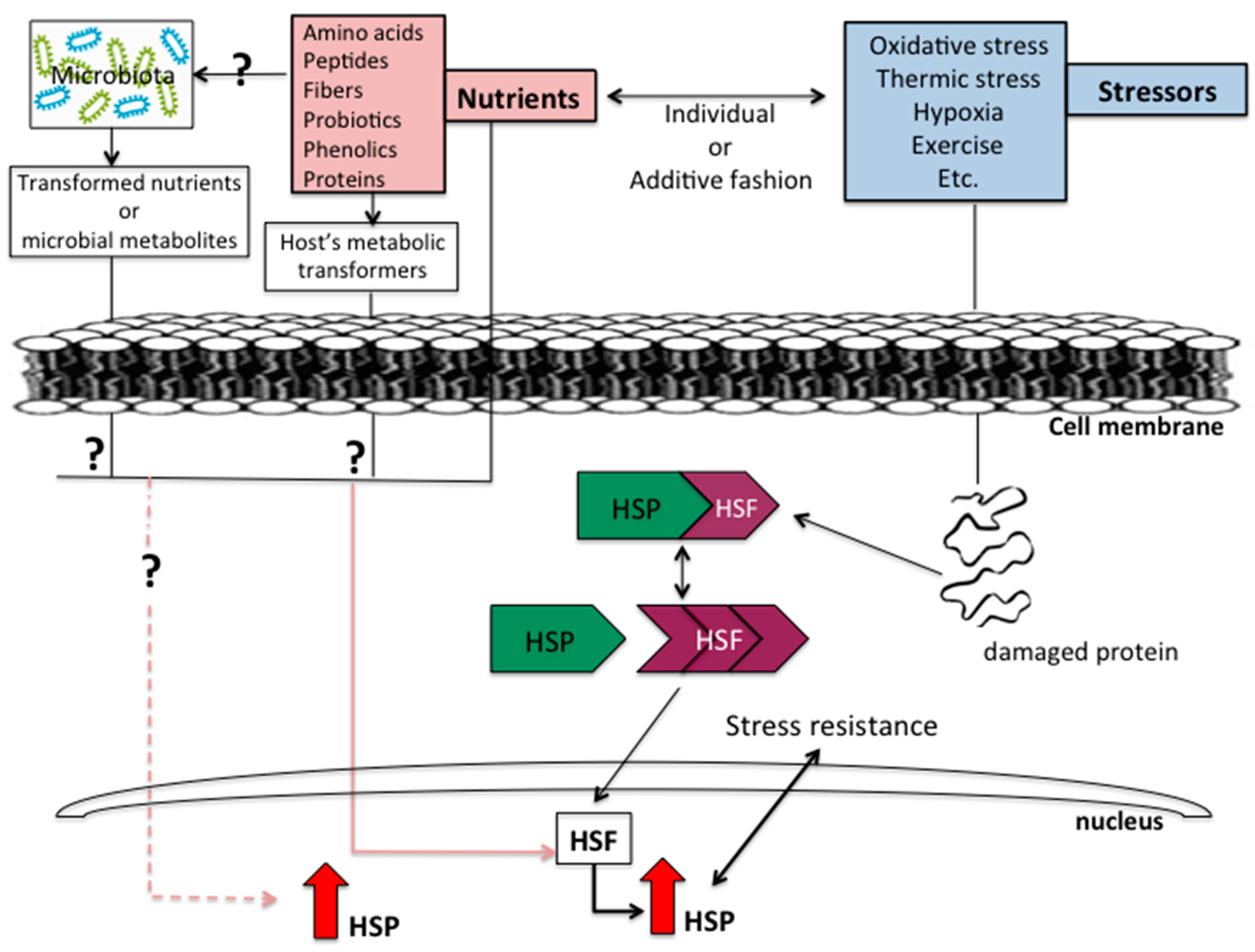 Nutrients 10 00683 g001