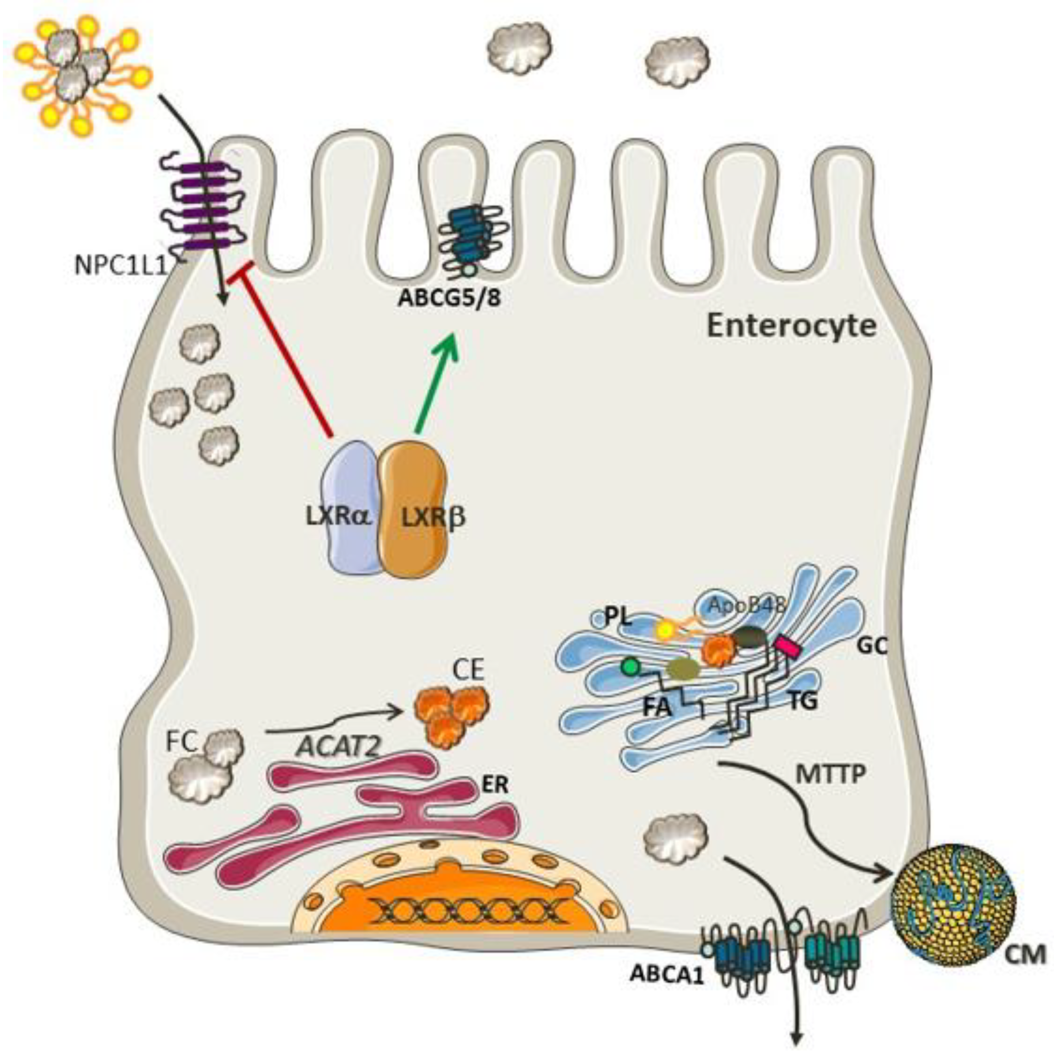 Nutrients 10 00760 g001 Nutrients 10 00760 g001