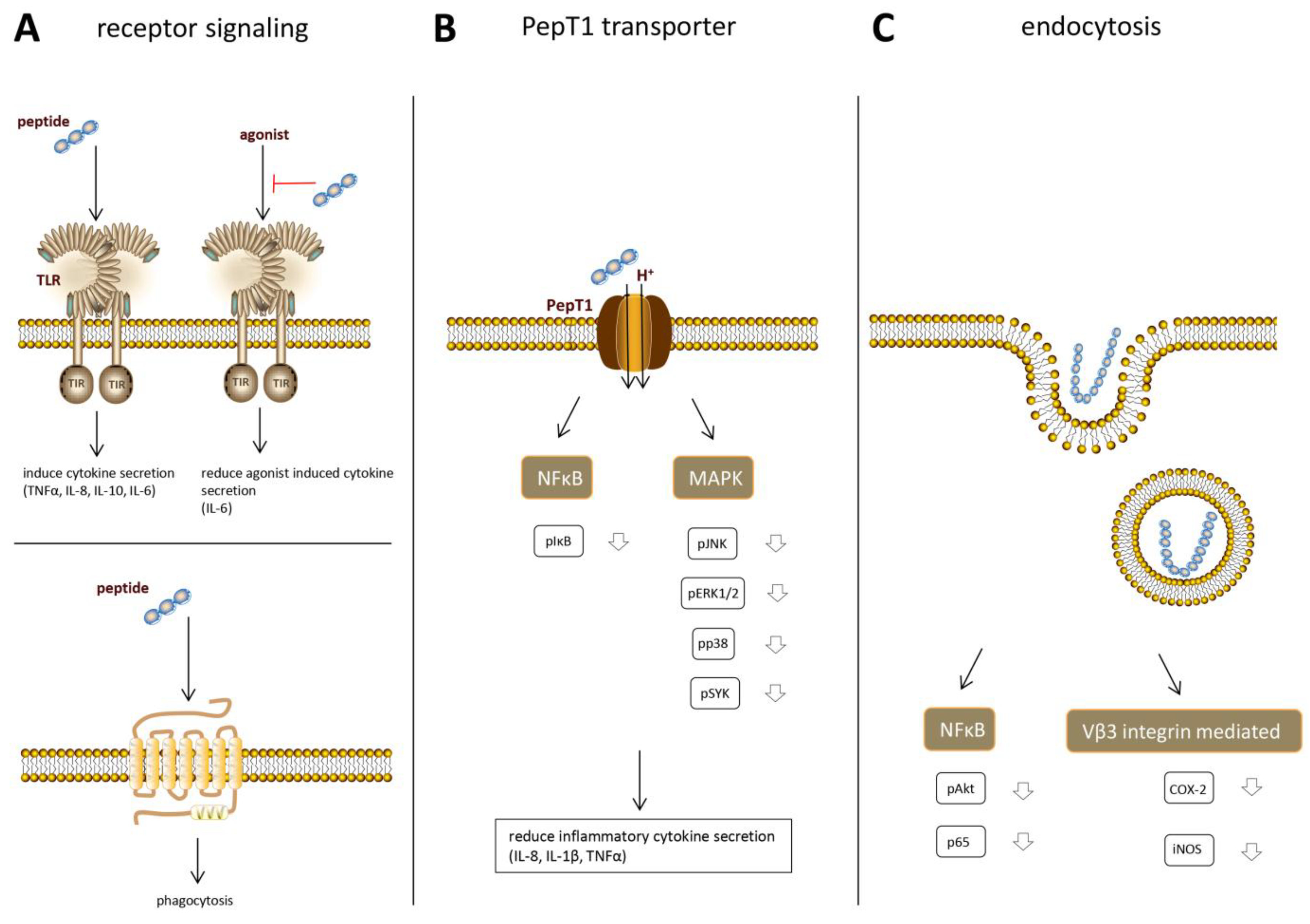 Nutrients 10 00904 g003 Nutrients 10 00904 g003