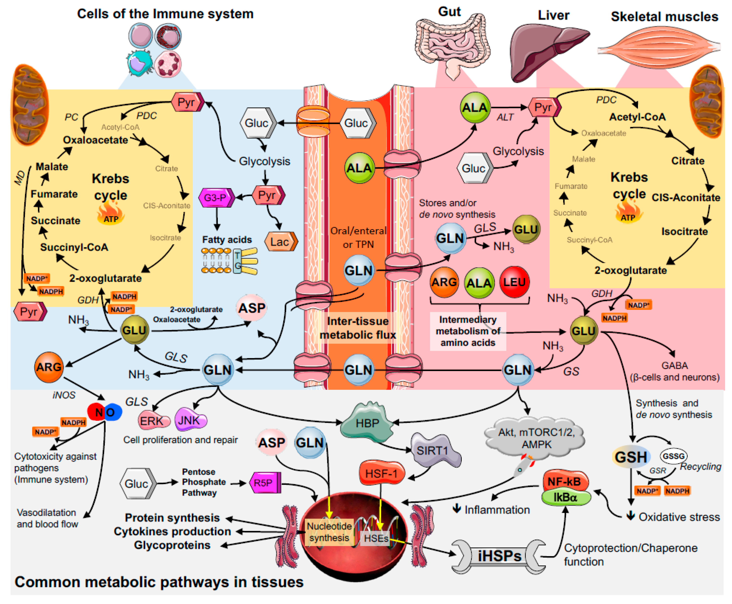 Nutrients 10 01564 g003 Nutrients 10 01564 g003
