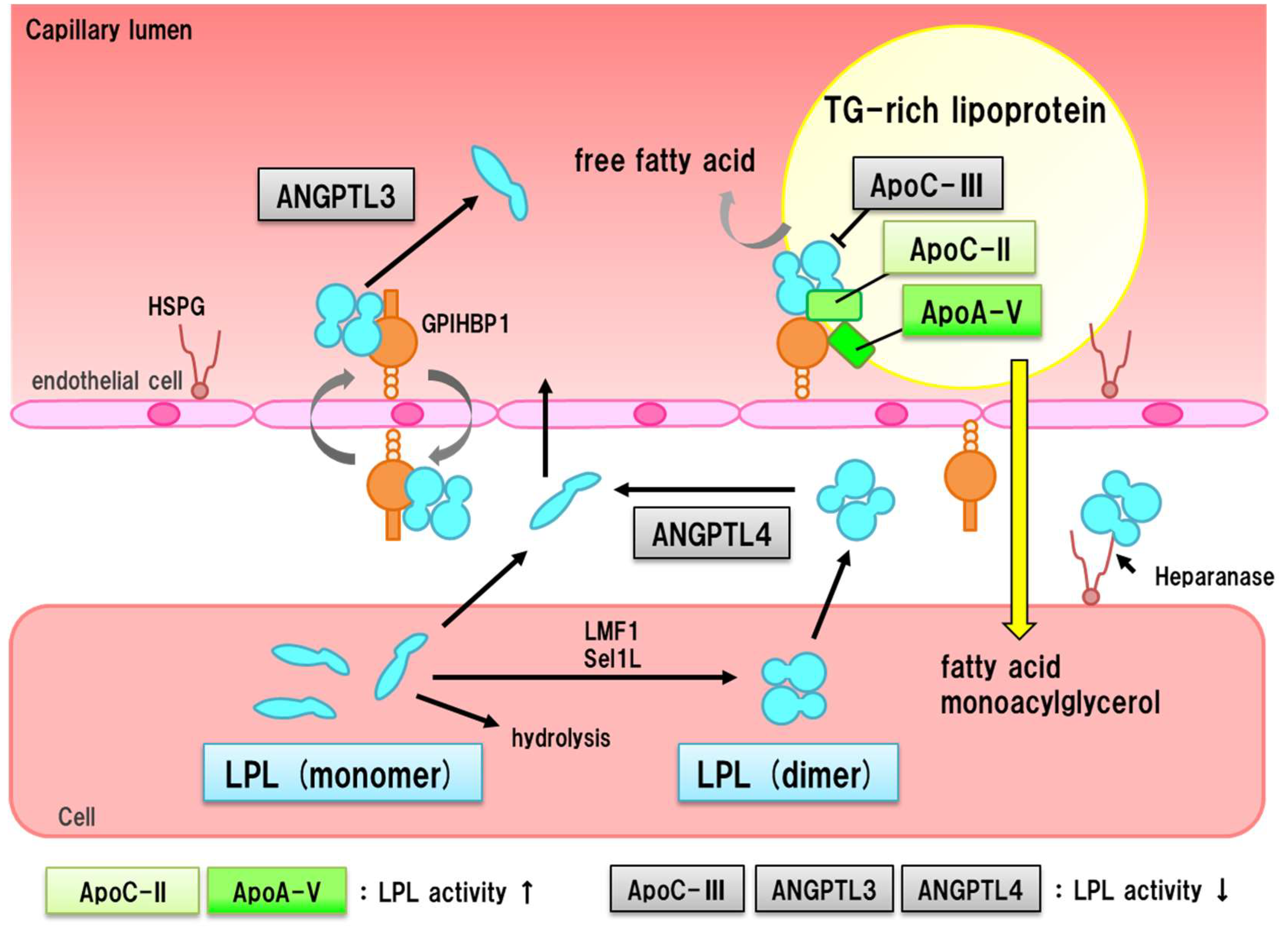 Nutrients 10 01789 g004 Nutrients 10 01789 g004