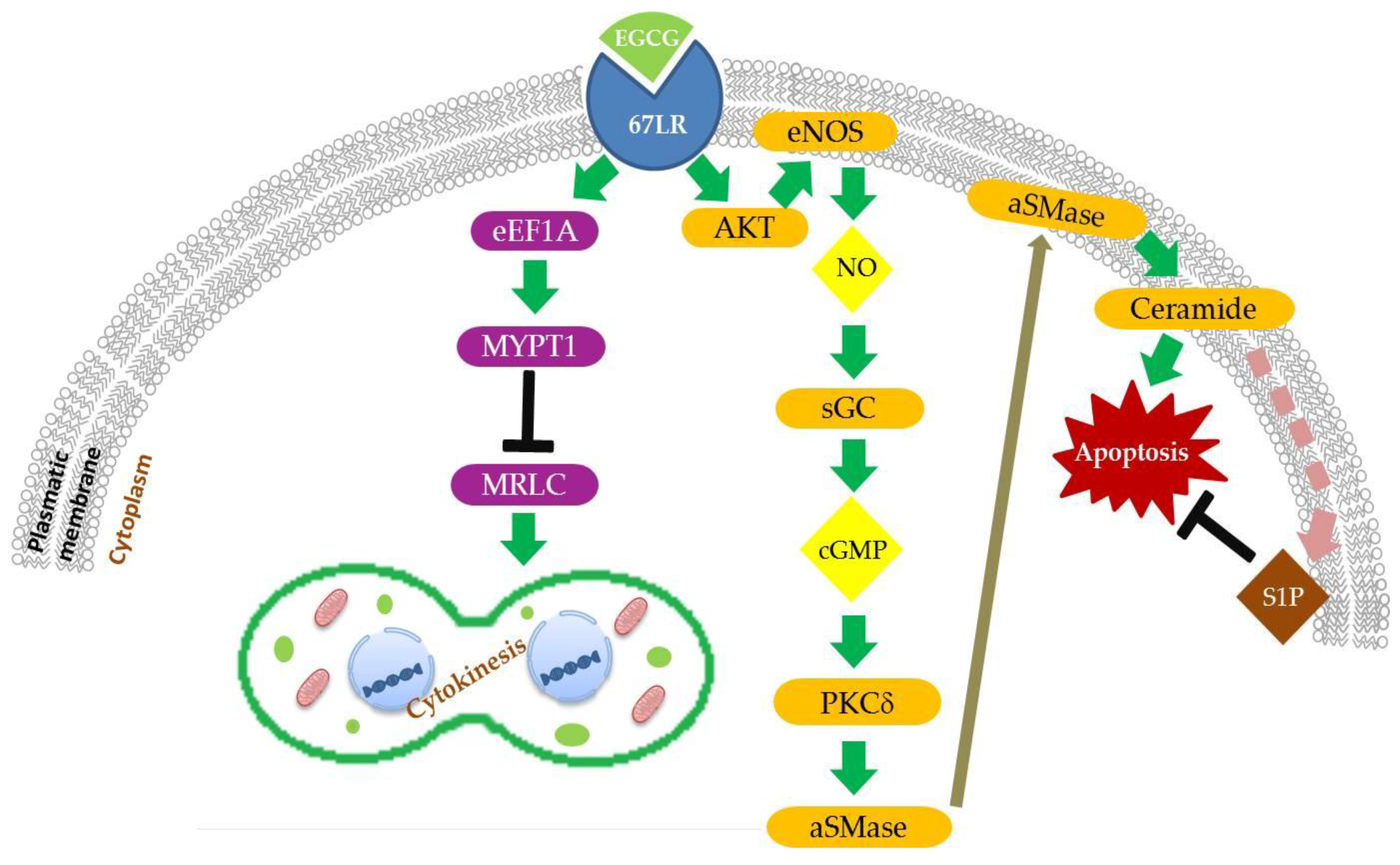 Nutrients 10 01936 g001
