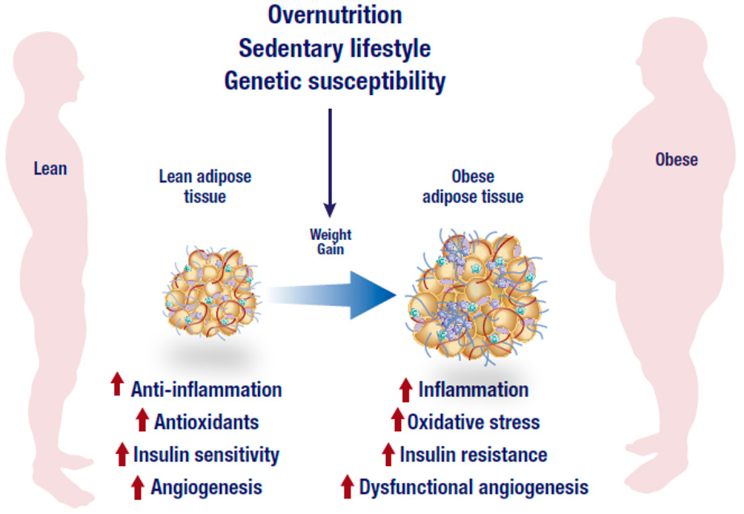 Nutrients 11 00023 g001 Nutrients 11 00023 g001