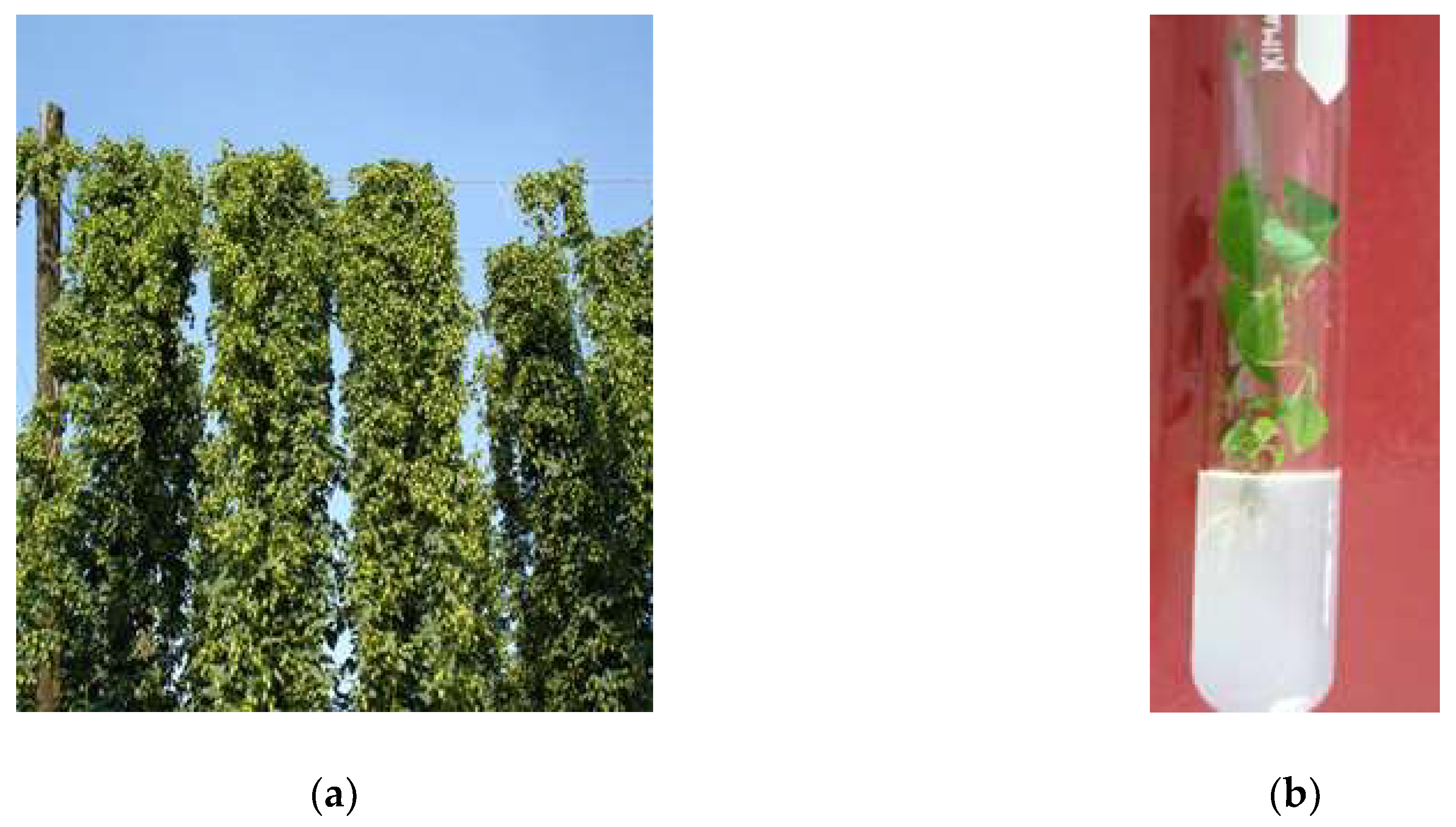 Nutrients 11 00257 g001