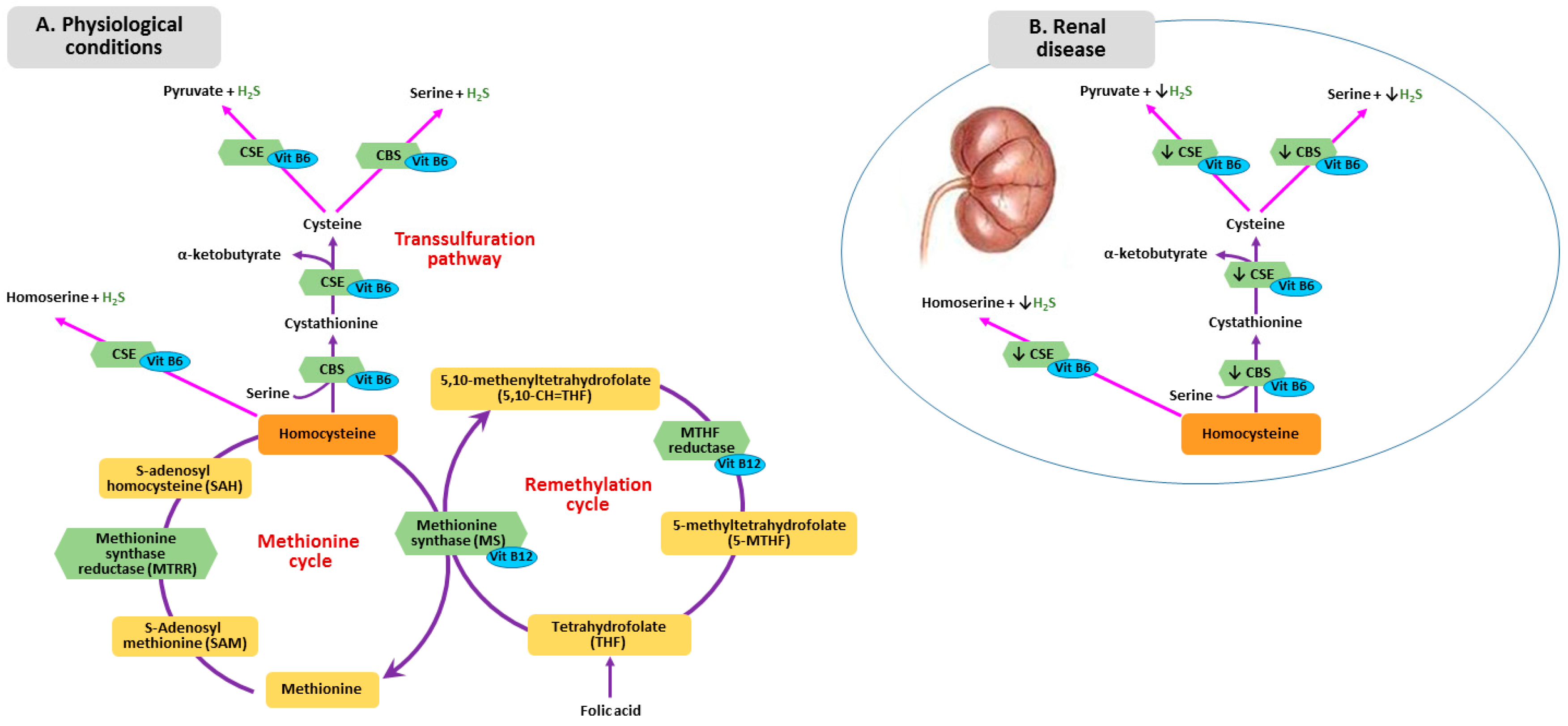 Nutrients 11 00383 g001 Nutrients 11 00383 g001
