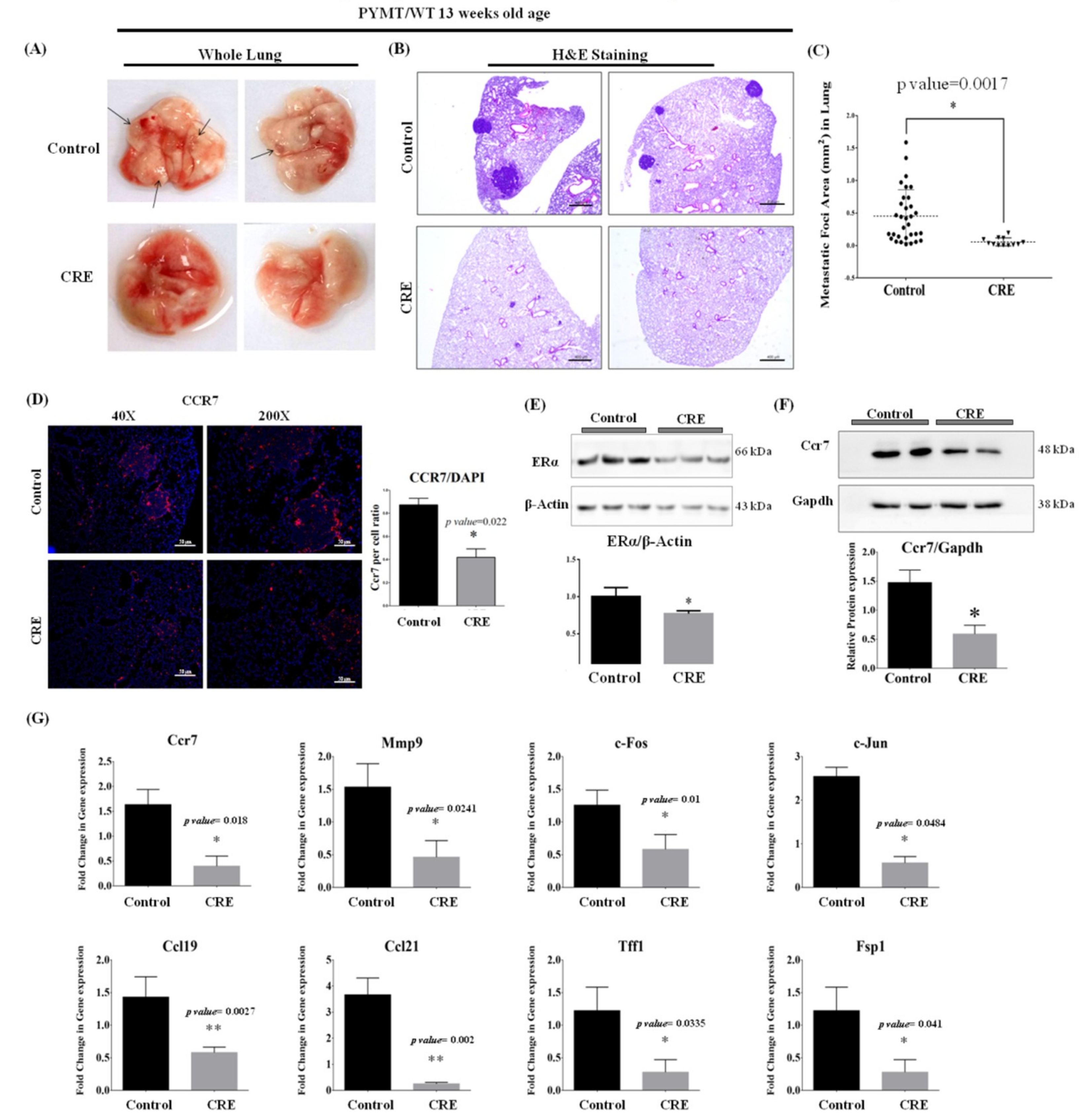 Nutrients 11 00410 g005