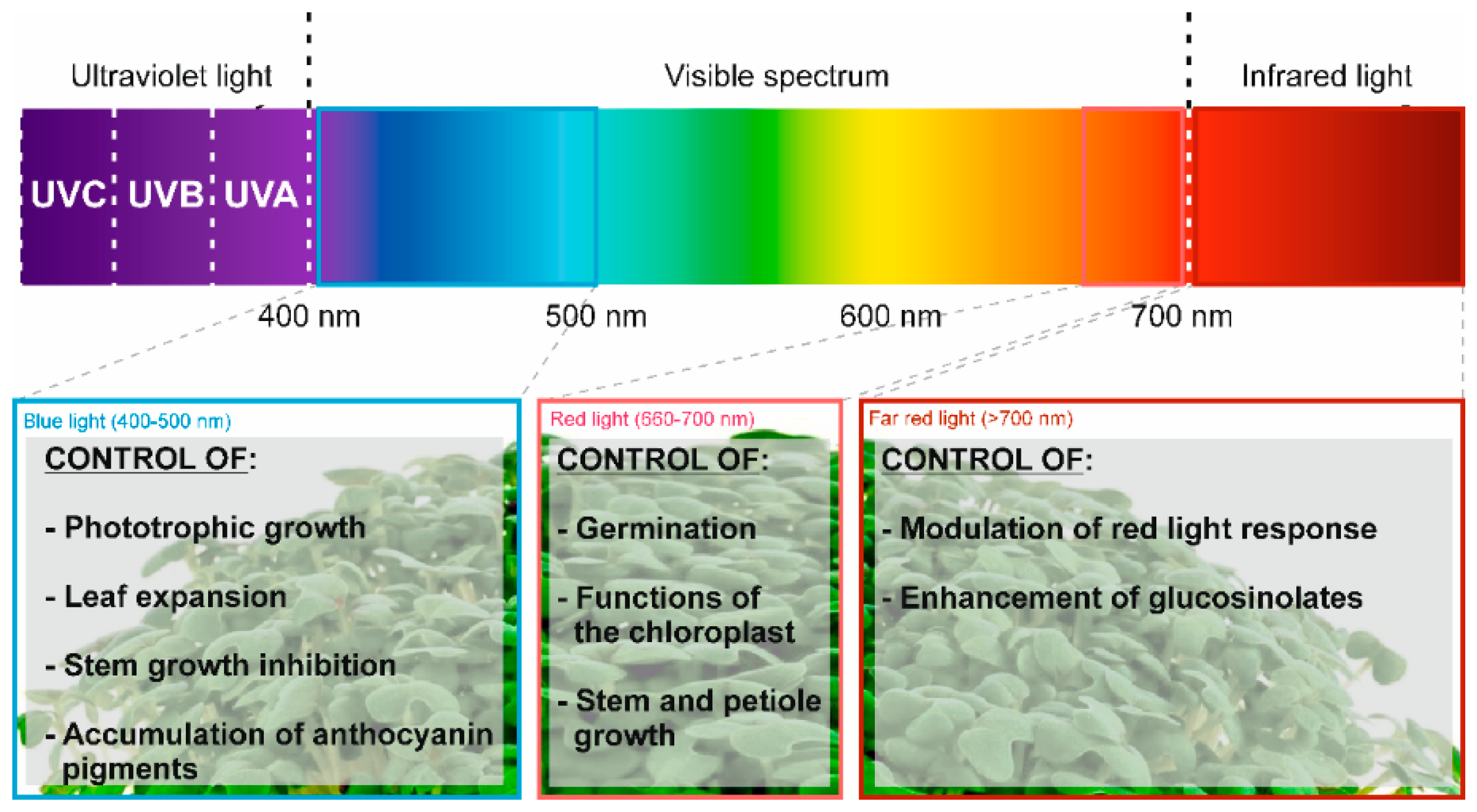 Nutrients 11 00429 g001