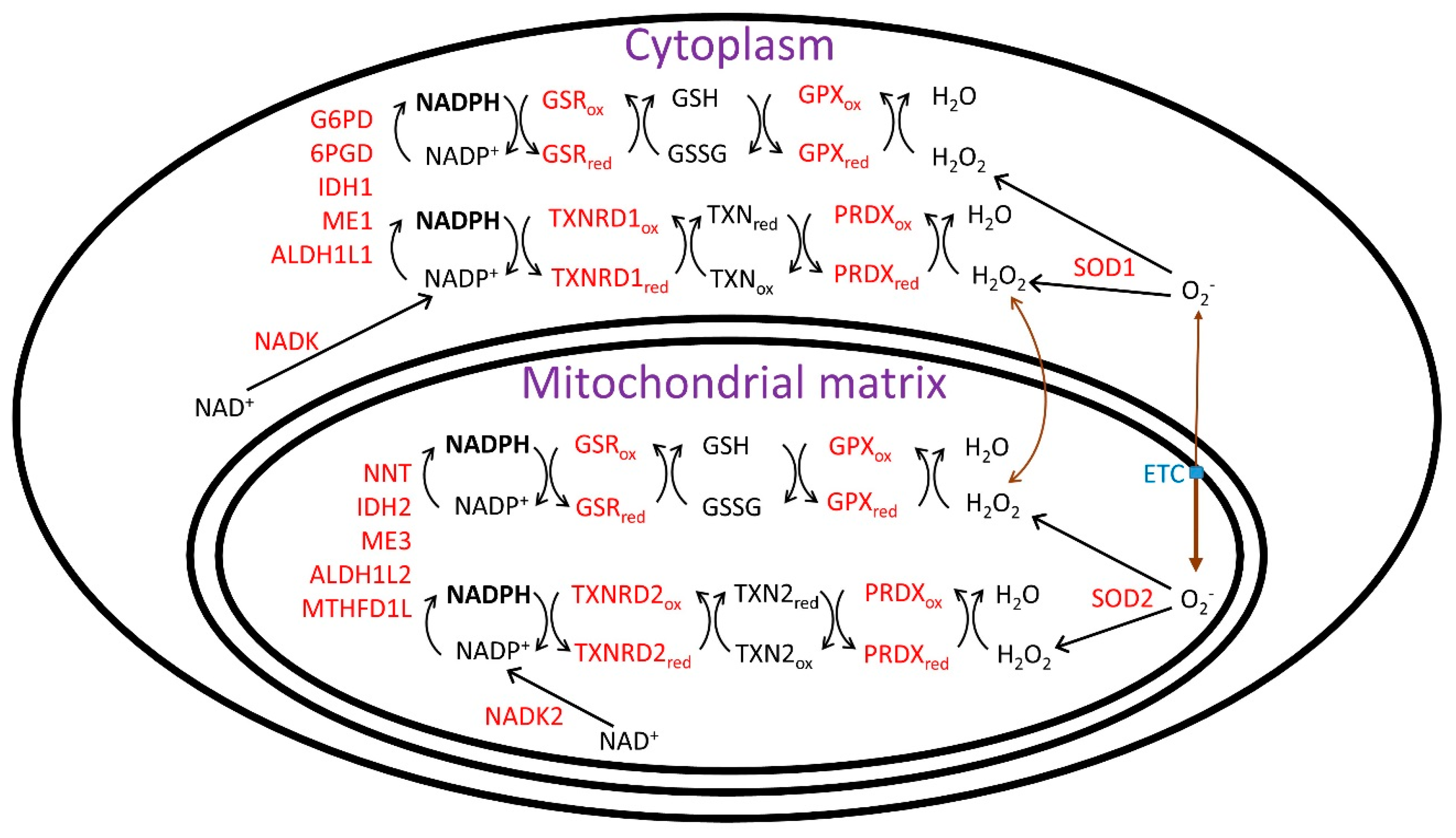 Nutrients 11 00504 g001