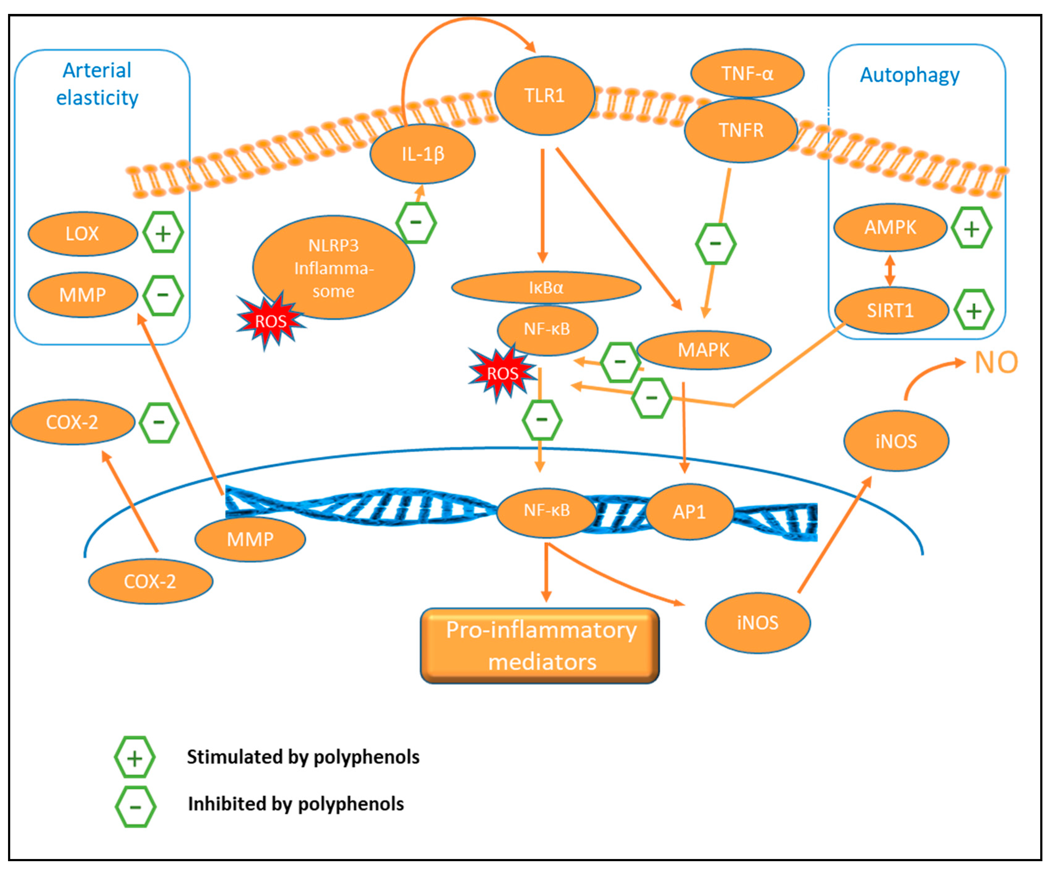 Nutrients 11 00578 g005