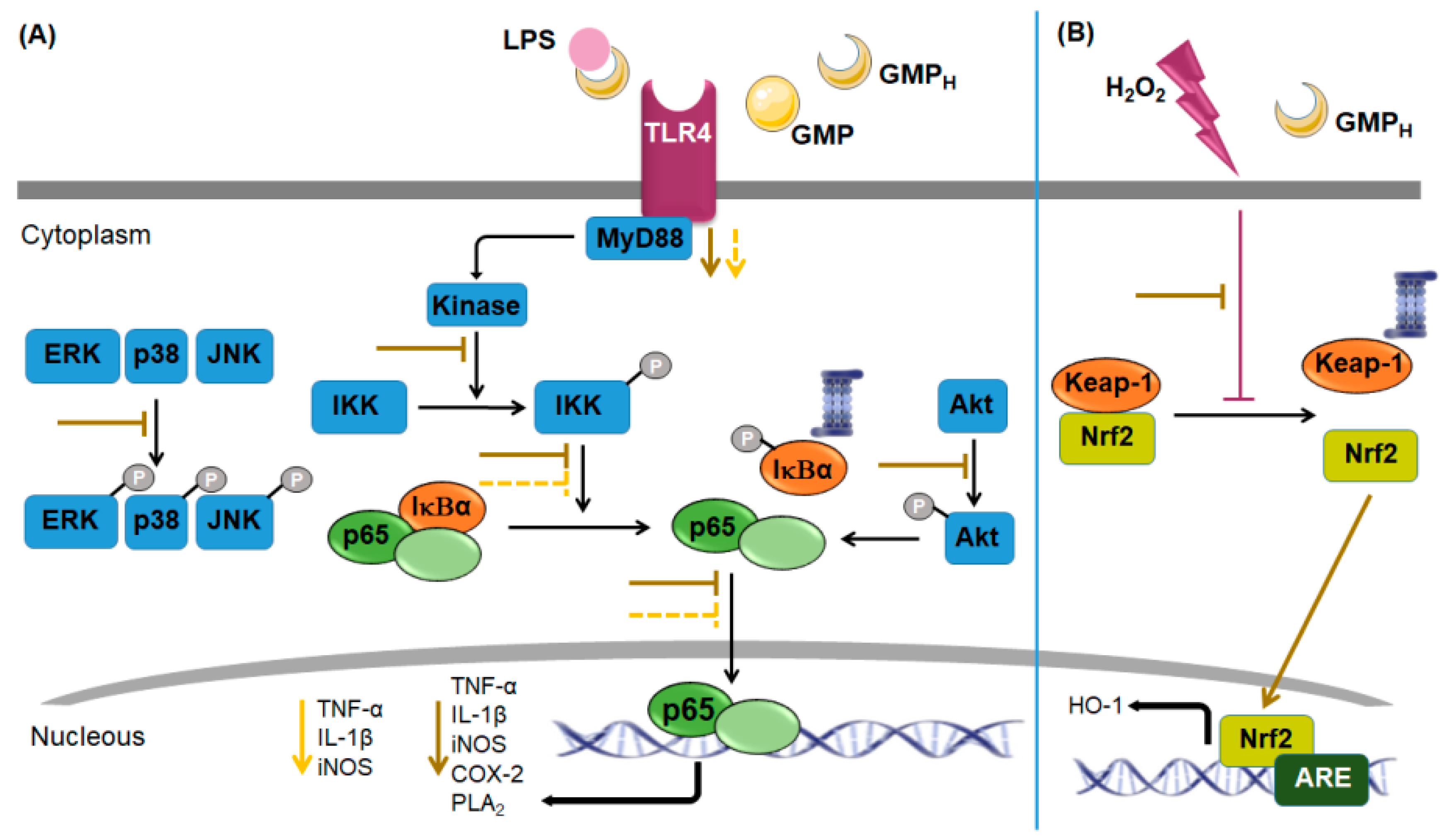 Nutrients 11 00598 g006