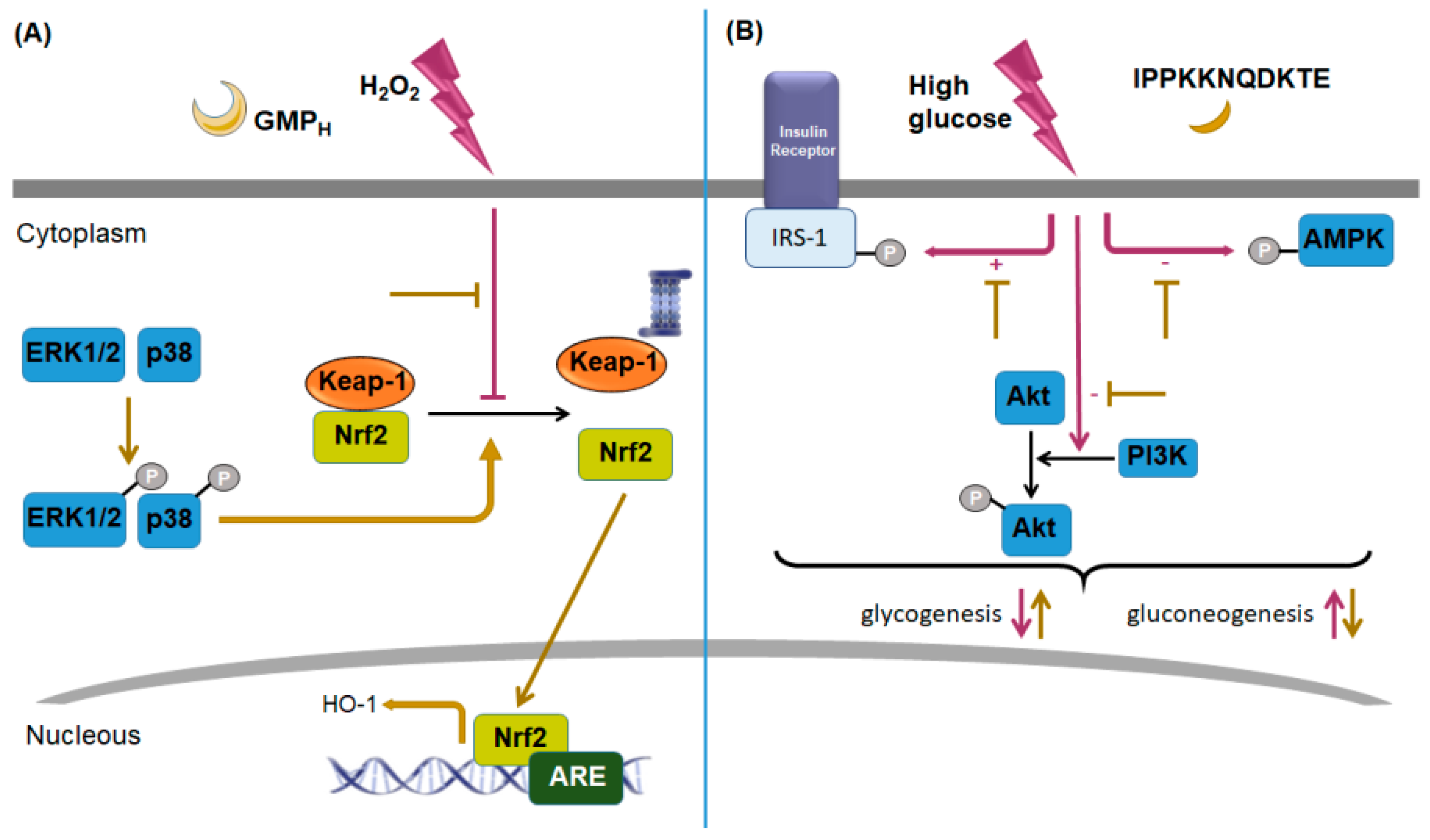 Nutrients 11 00598 g007