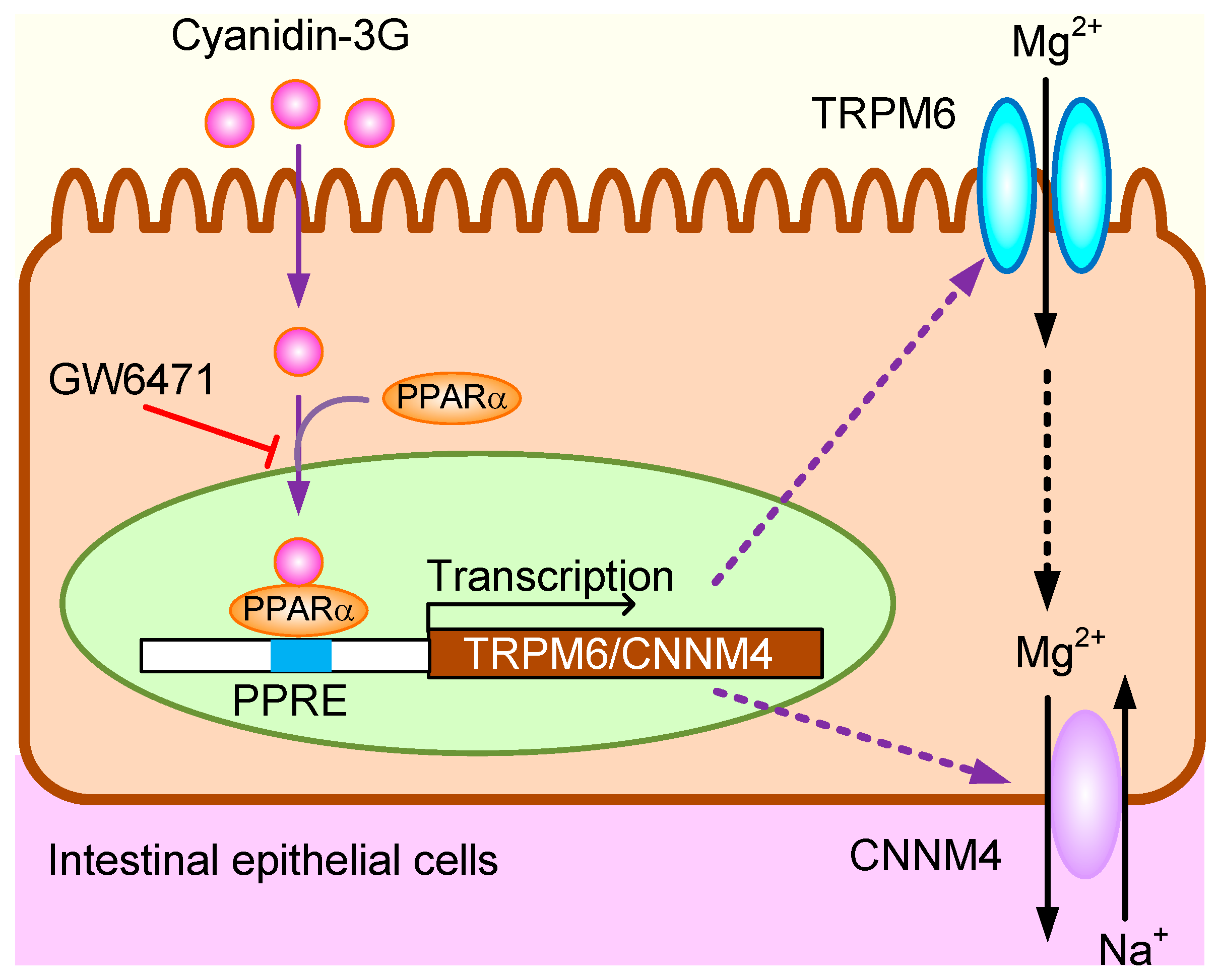 Nutrients 11 00641 g009 Nutrients 11 00641 g009