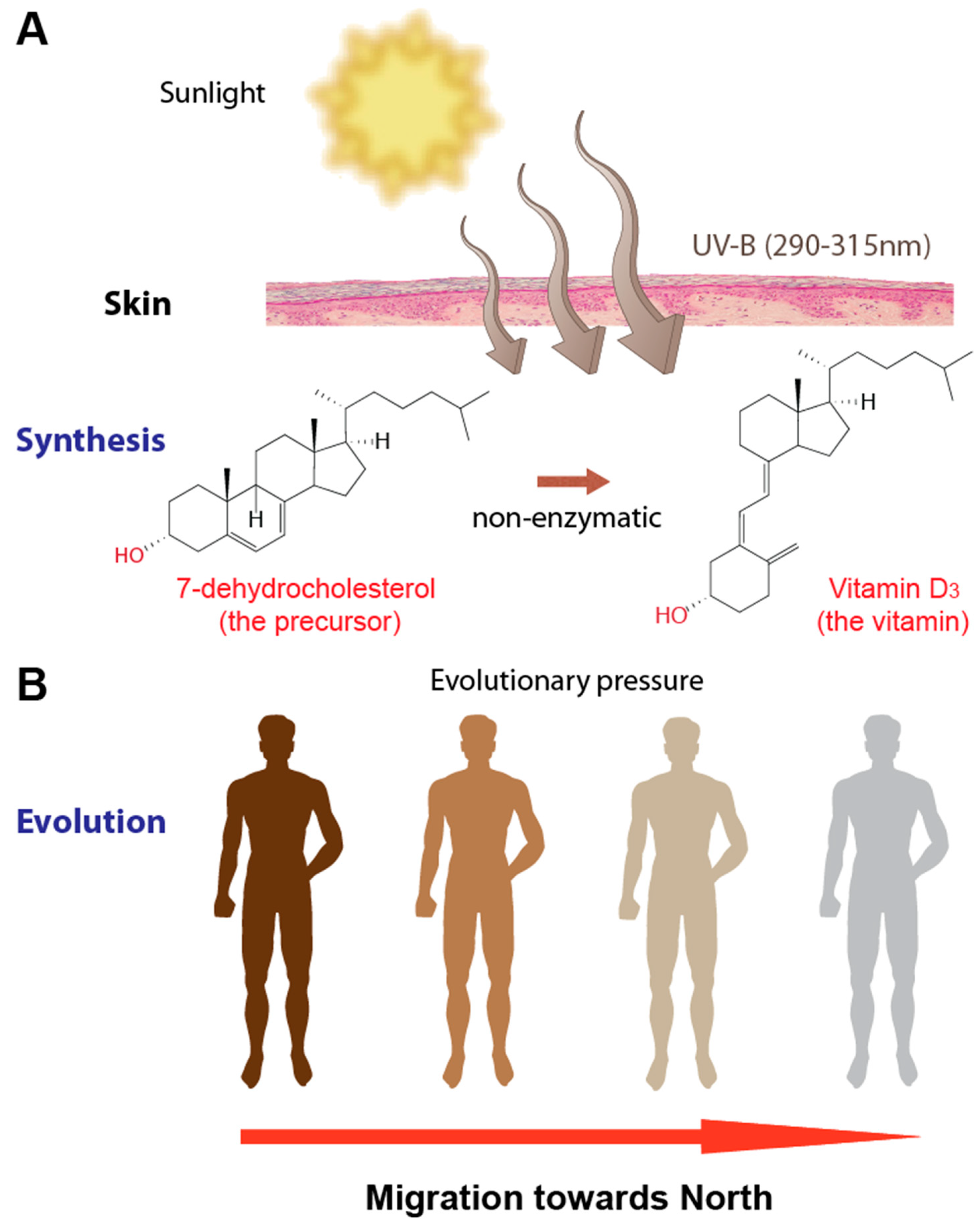 Nutrients 11 00676 g001