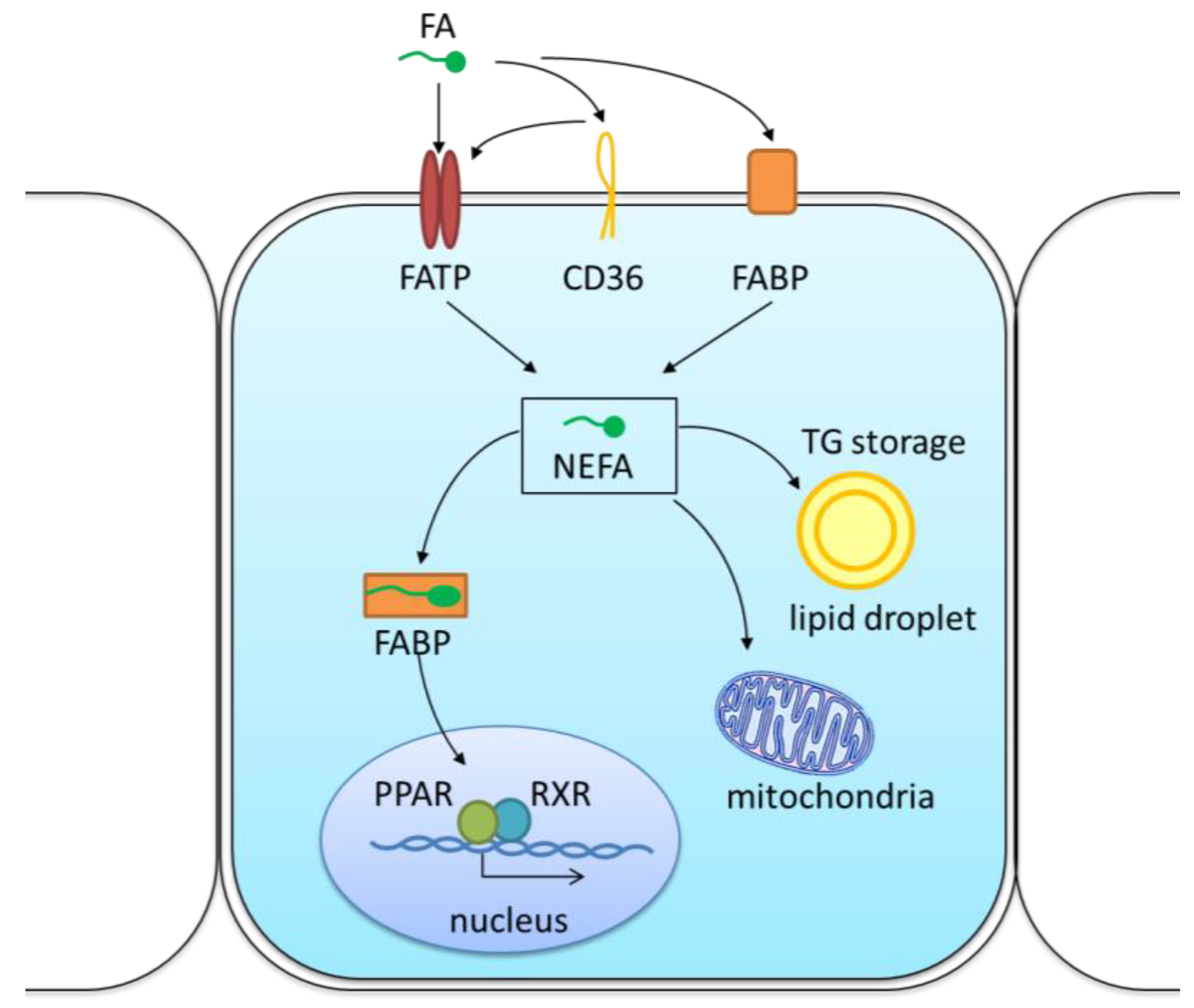 Nutrients 11 00722 g002