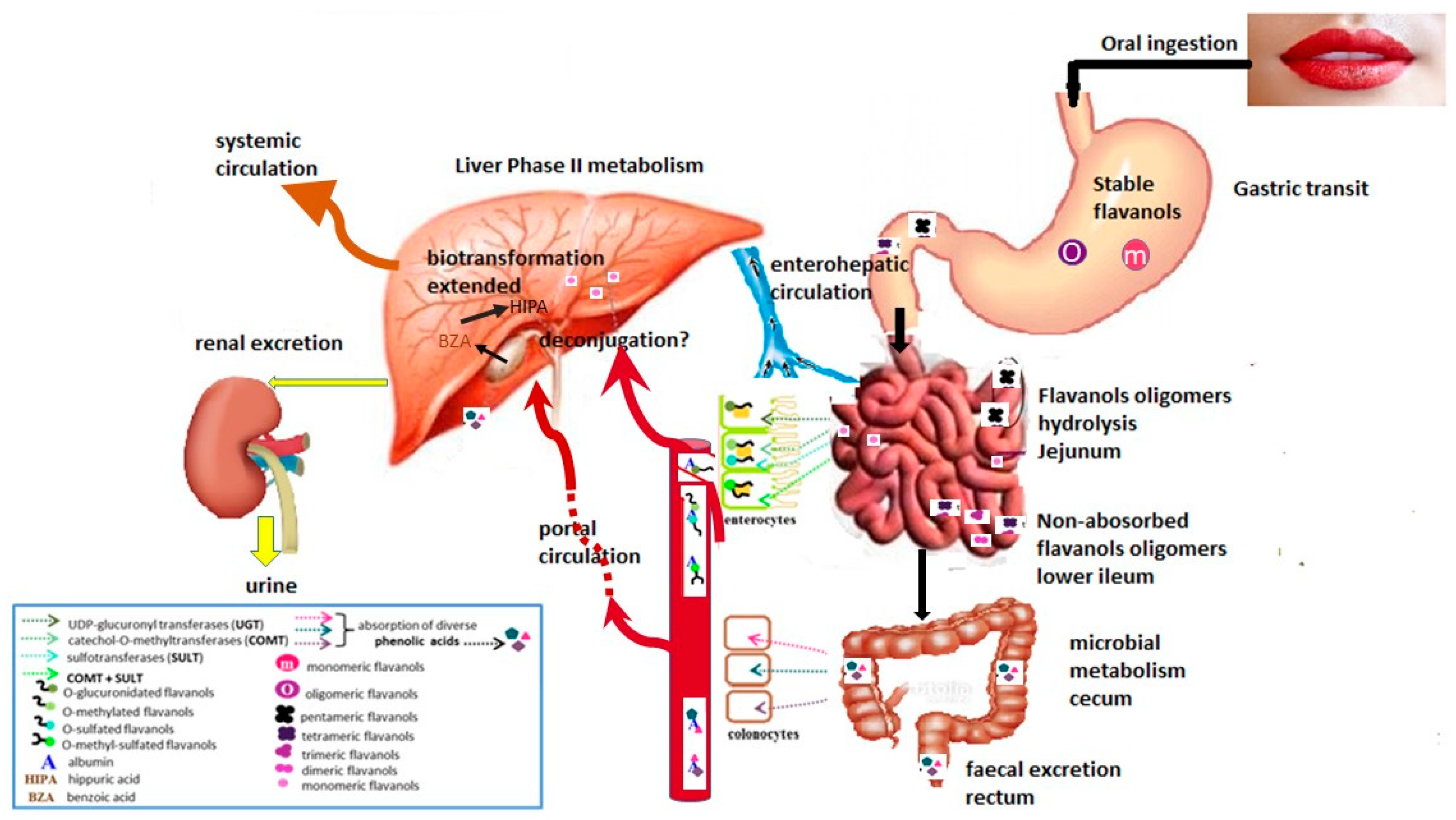 Nutrients 11 00751 g001