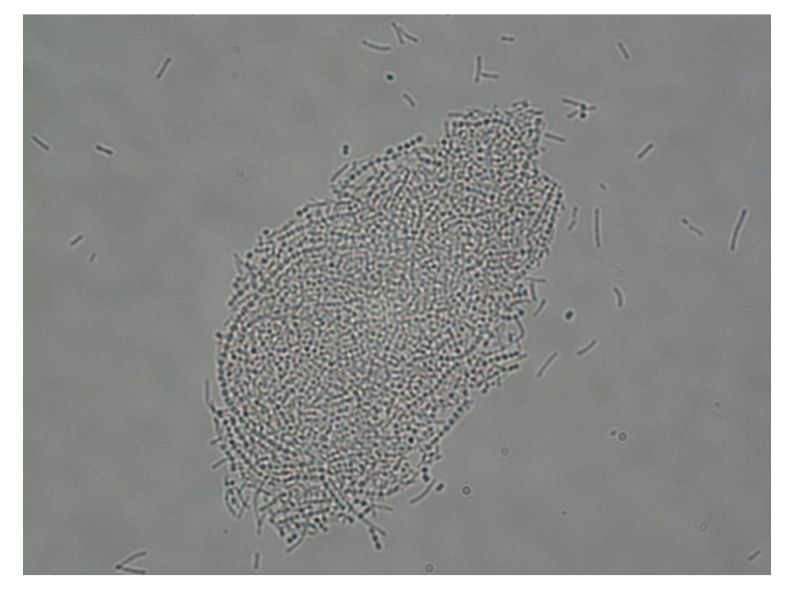 Nutrients 11 00810 g001