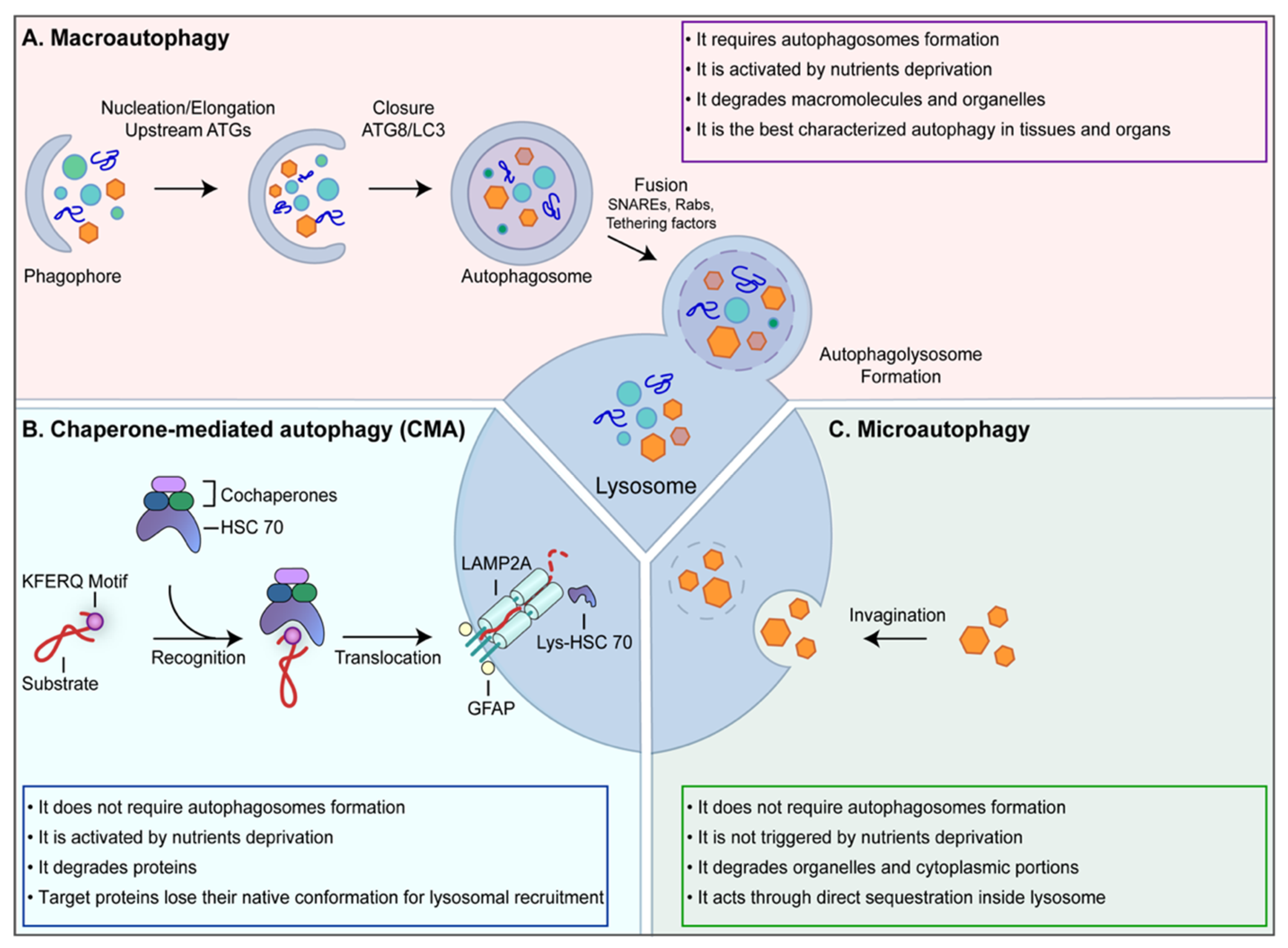 Nutrients 11 00827 g001