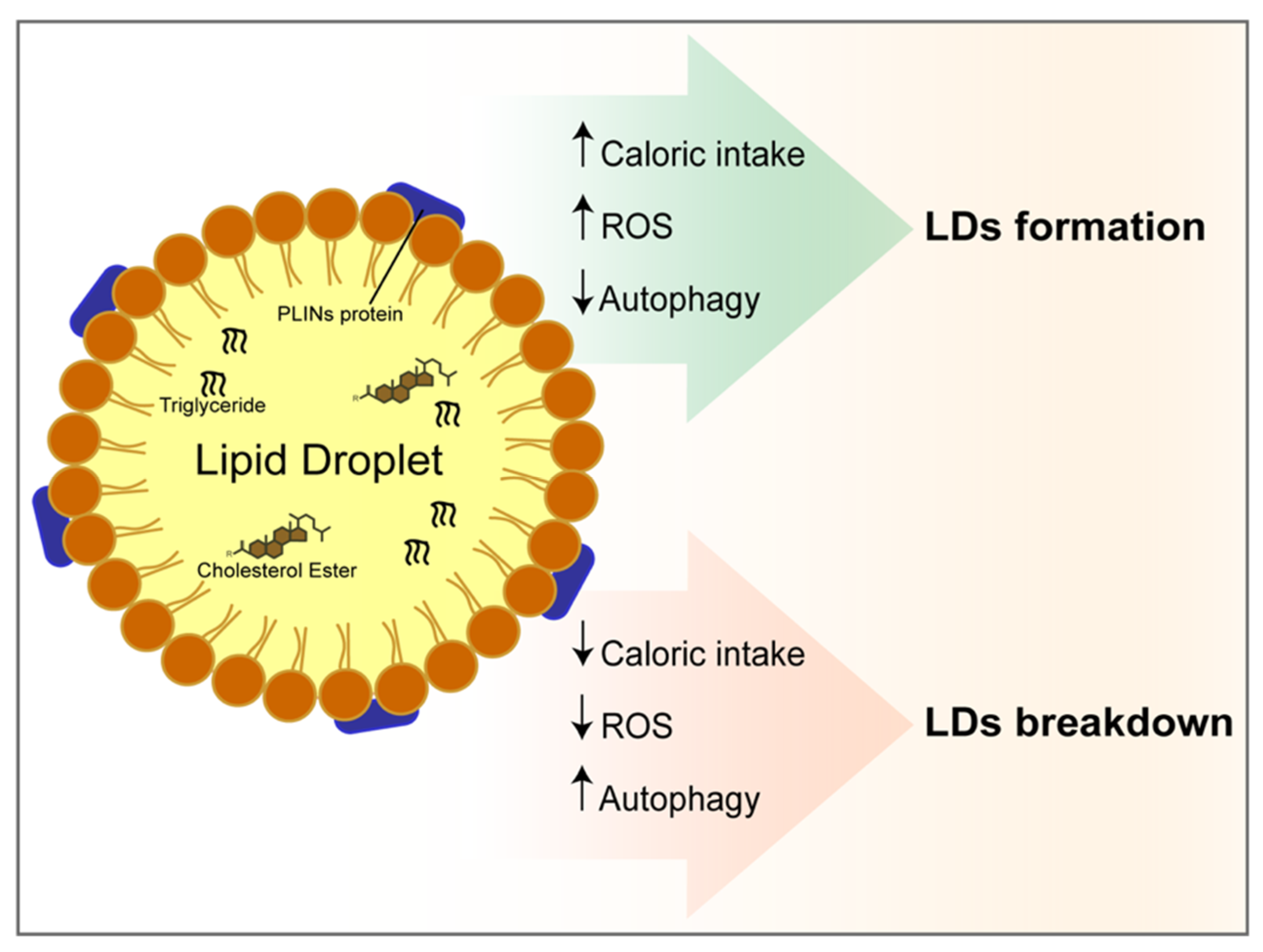 Nutrients 11 00827 g004