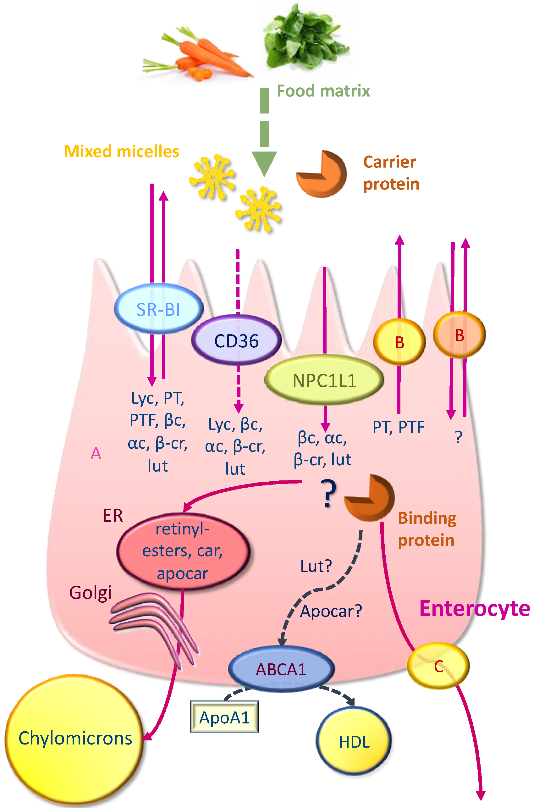 Nutrients 11 00838 g001
