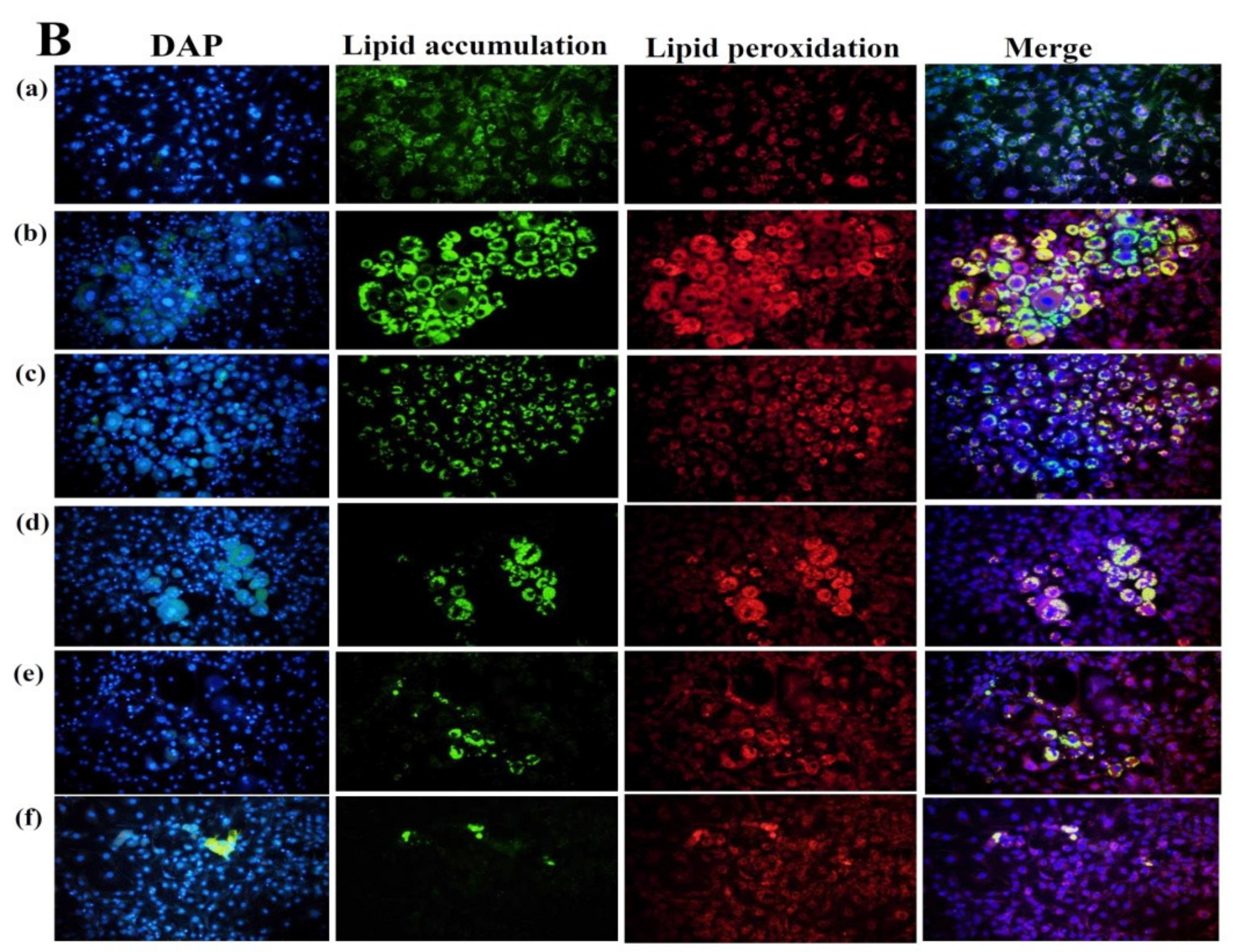 Nutrients 11 00991 g002b Nutrients 11 00991 g002b