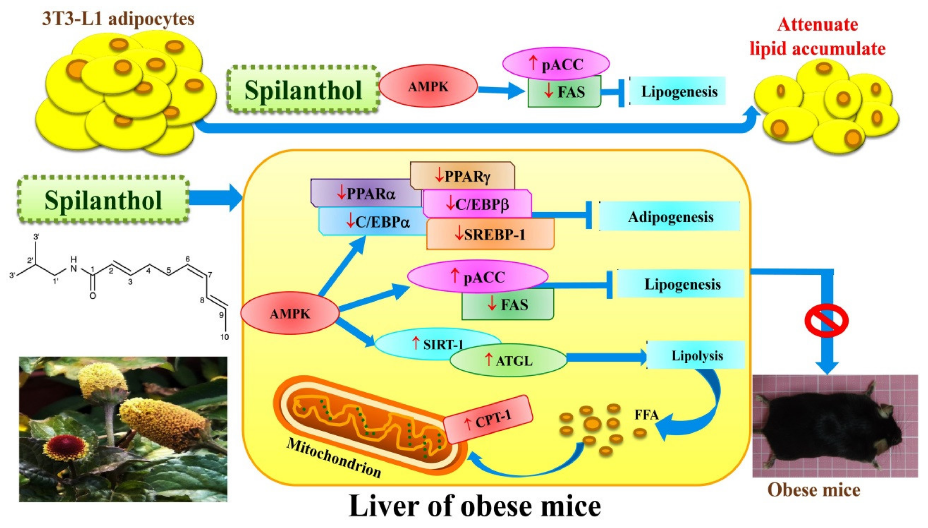 Nutrients 11 00991 g009 Nutrients 11 00991 g009