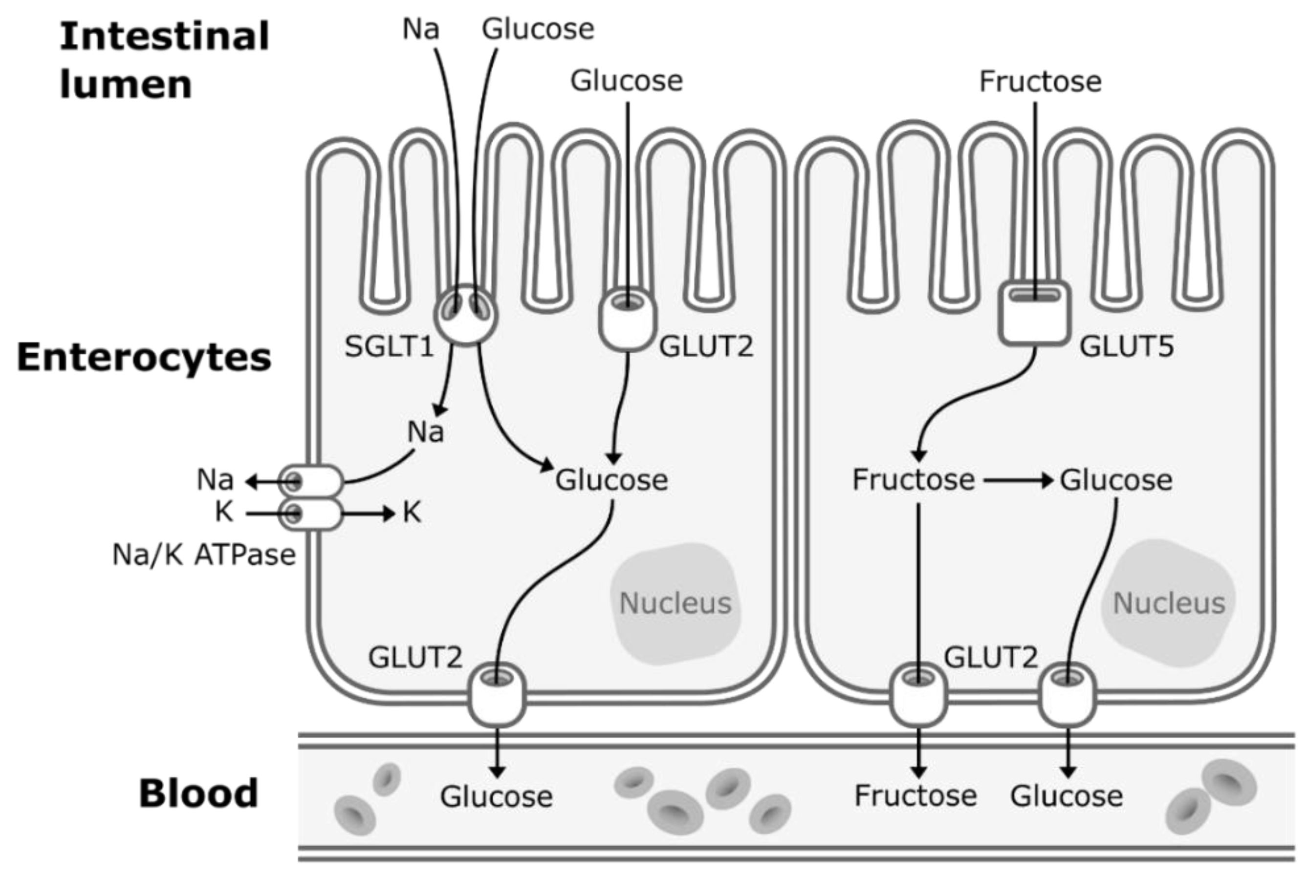 Nutrients 11 01006 g001