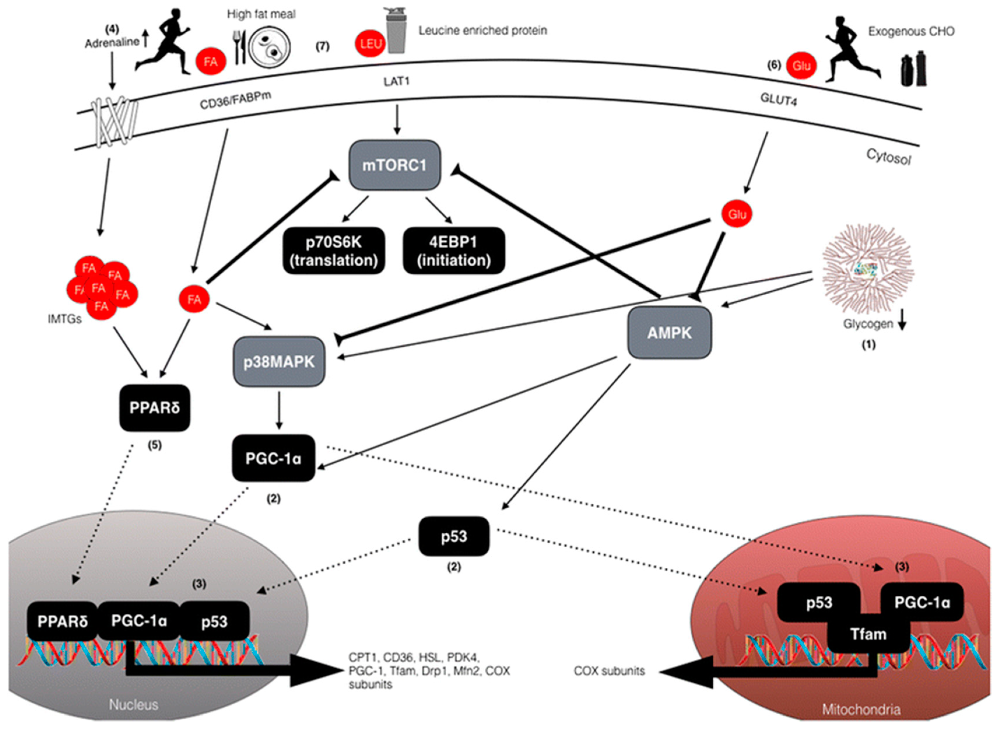 Nutrients 11 01022 g001 Nutrients 11 01022 g001