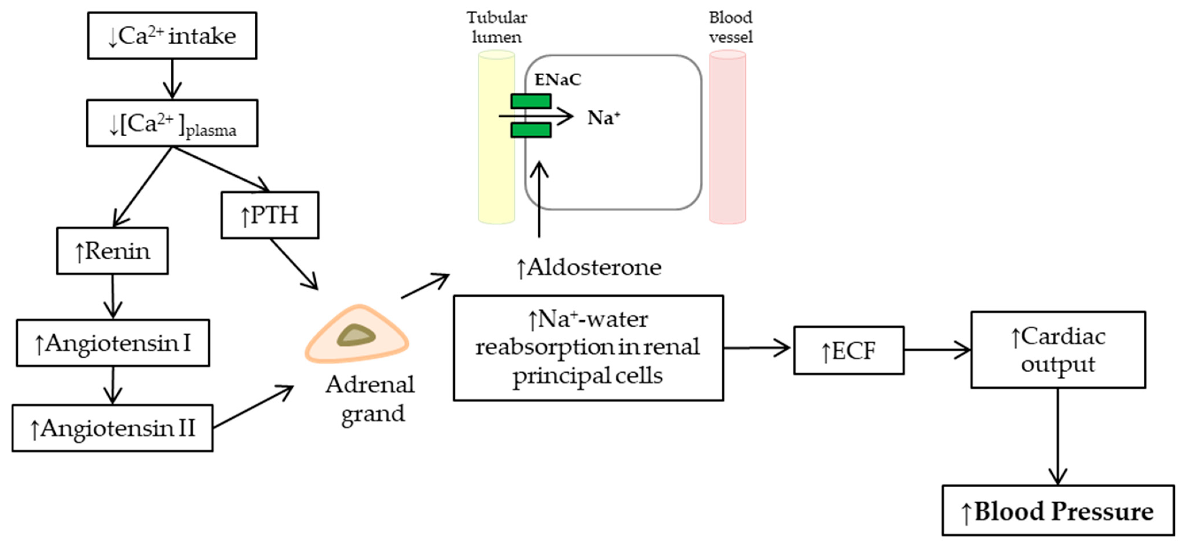 Nutrients 11 01112 g002 Nutrients 11 01112 g002