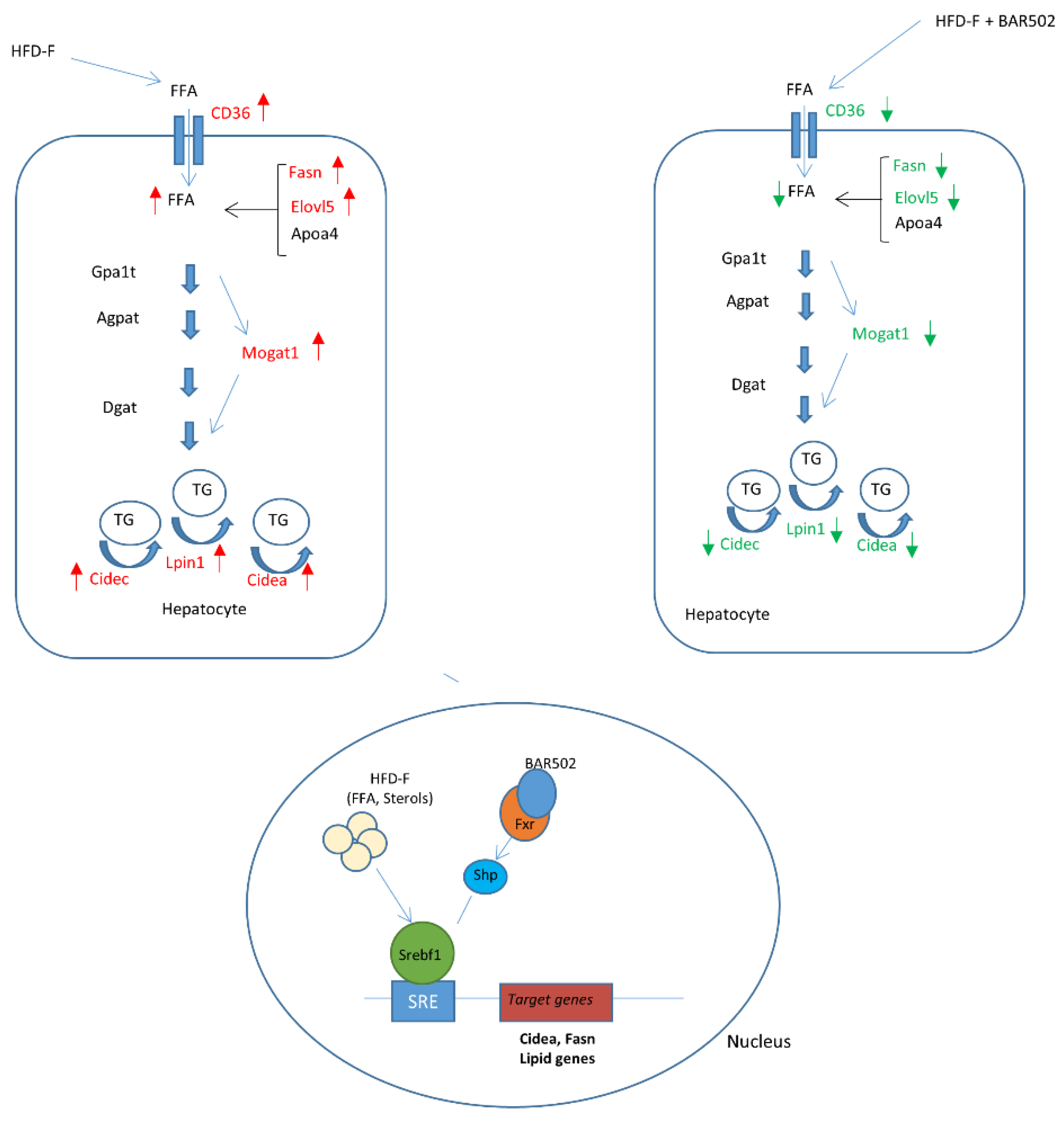 Nutrients 11 01132 g008