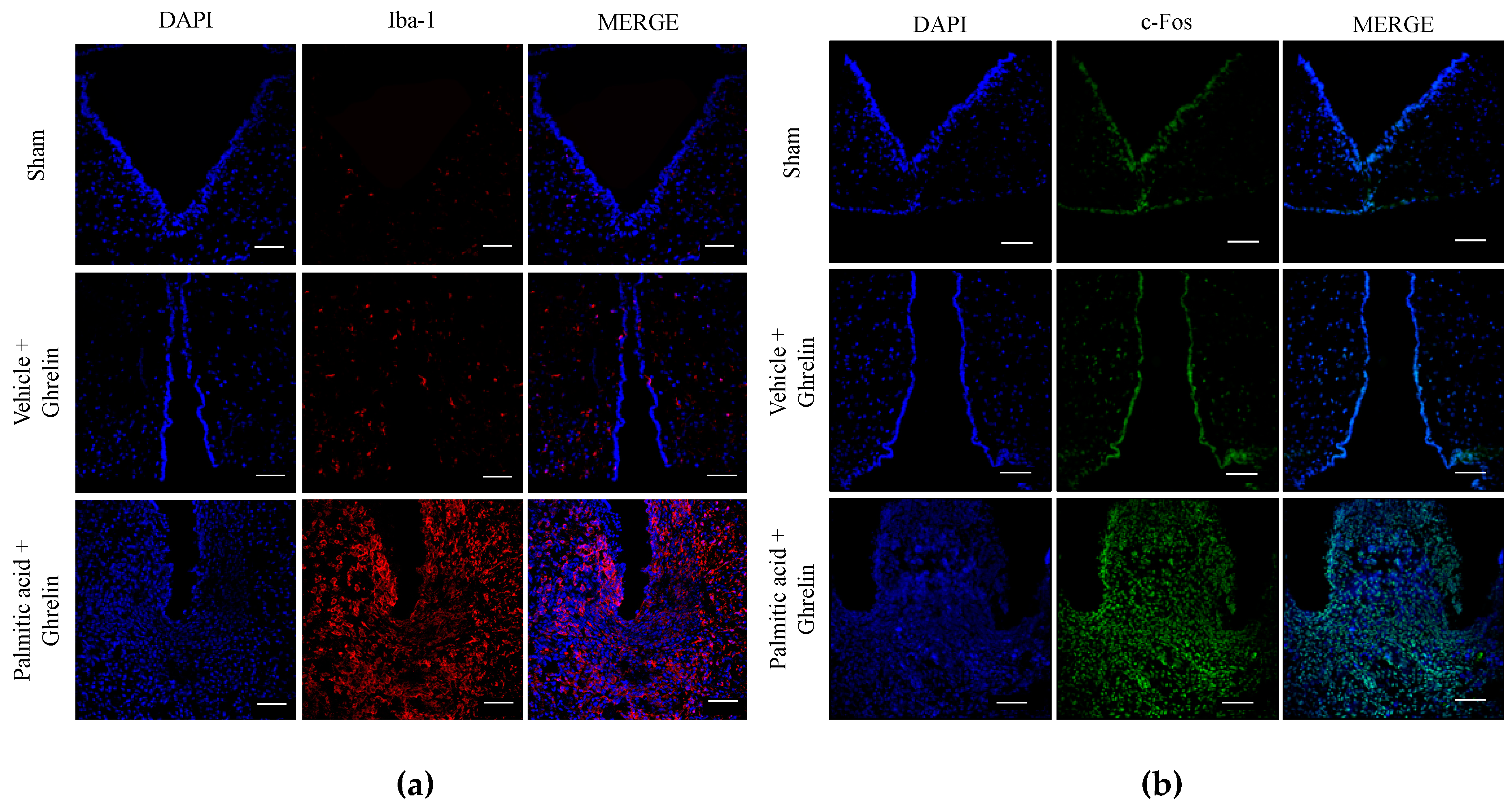 Nutrients 11 01241 g005a
