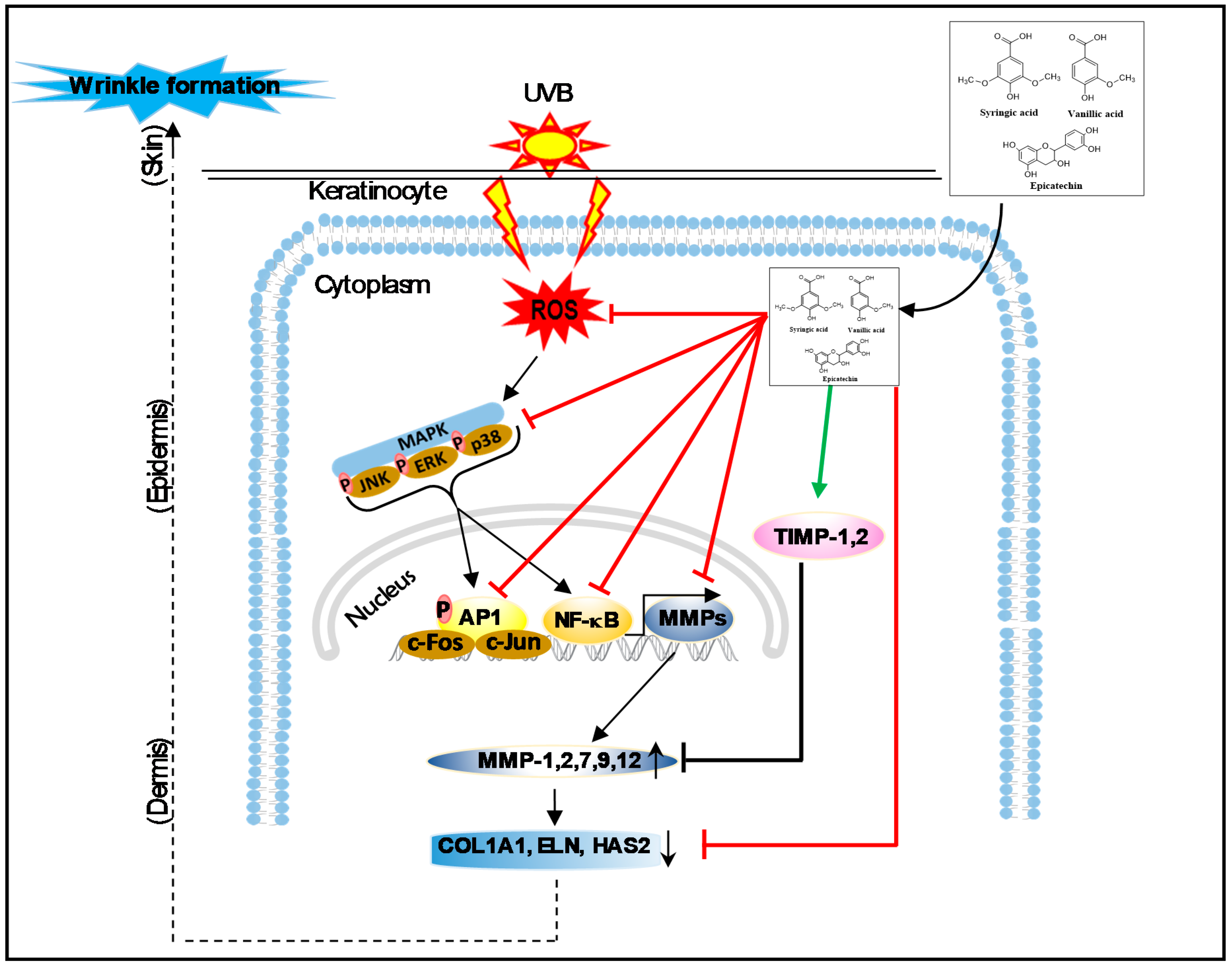 Nutrients 11 01341 g006