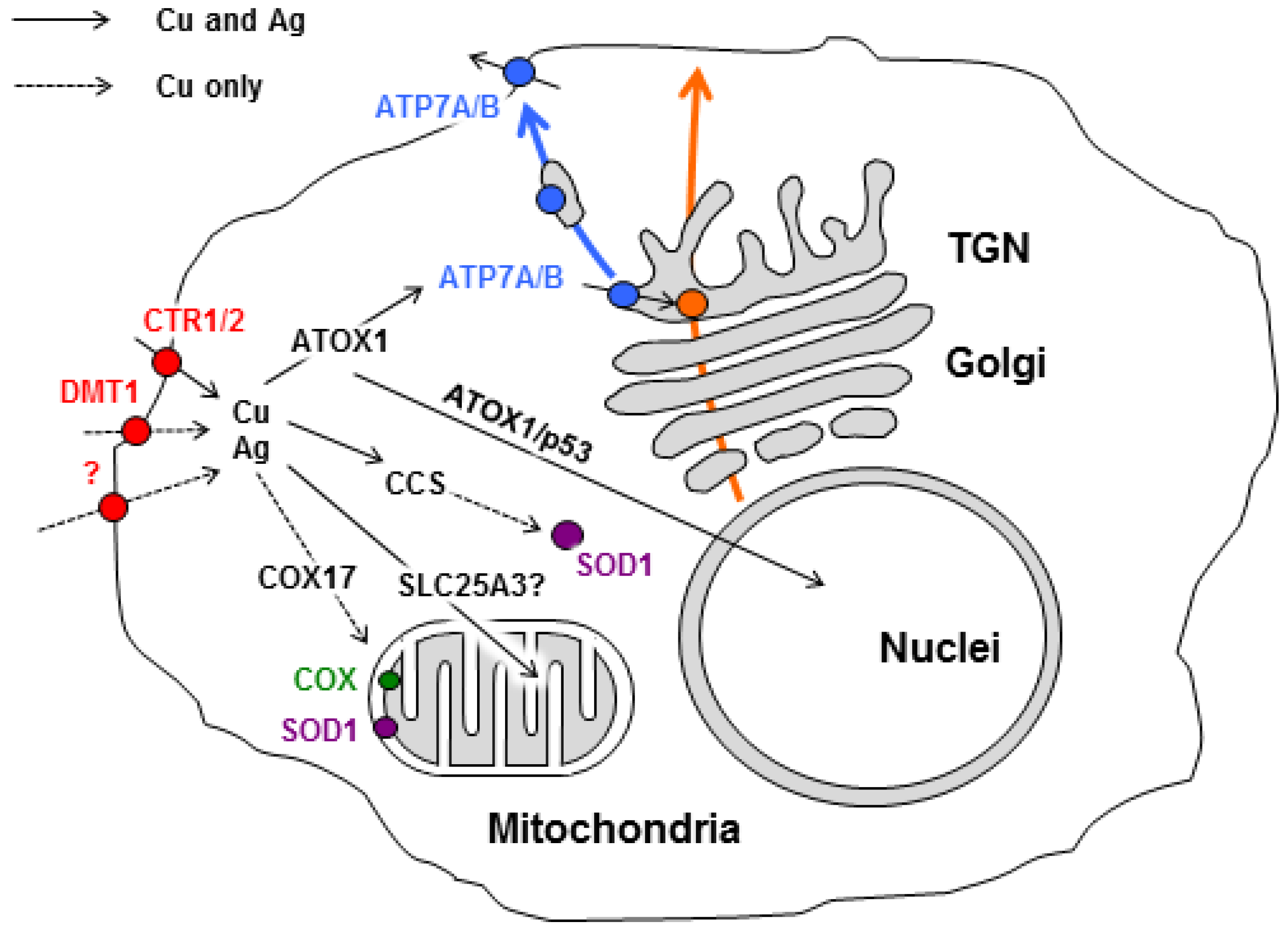 Nutrients 11 01364 g001