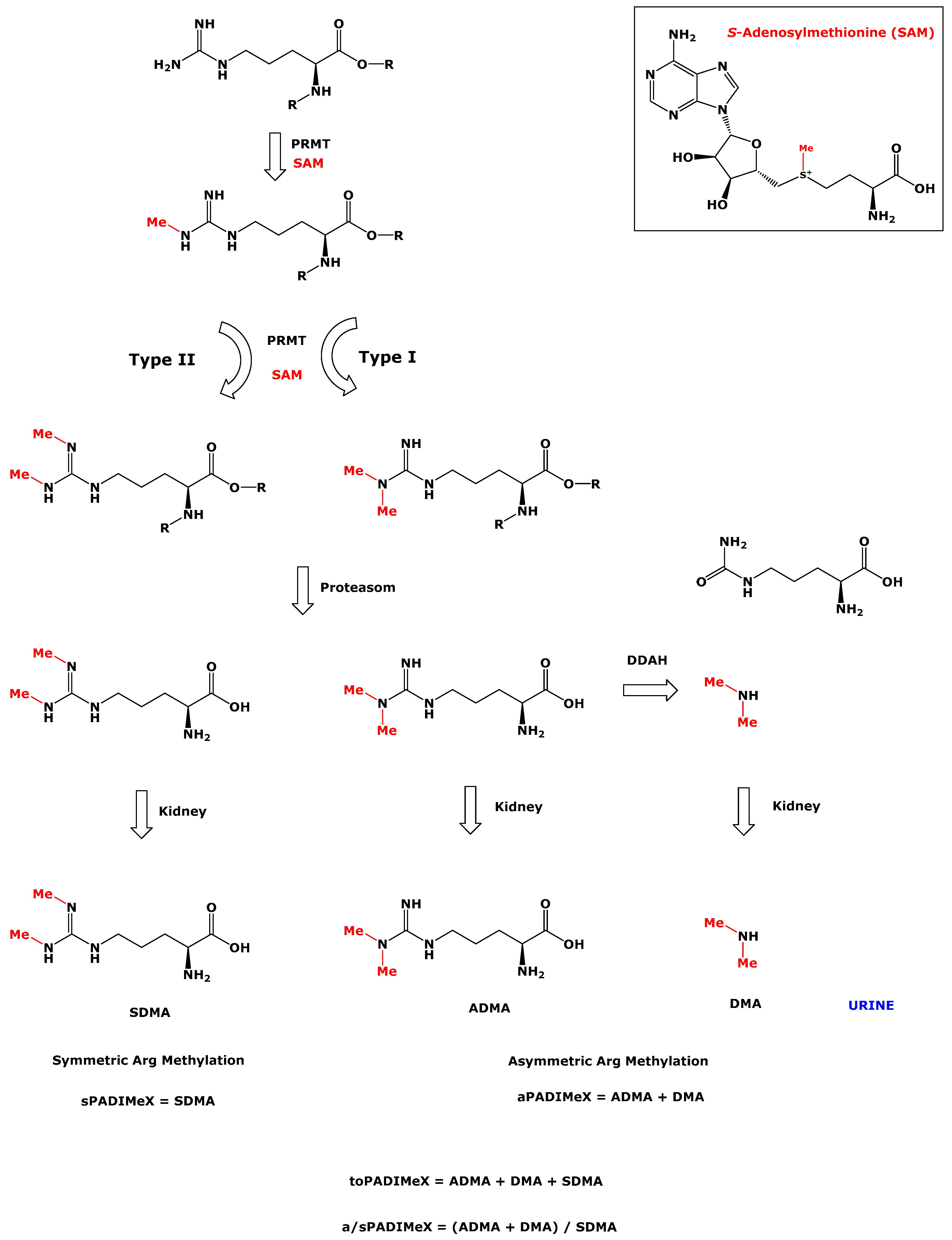 Nutrients 11 01463 g001