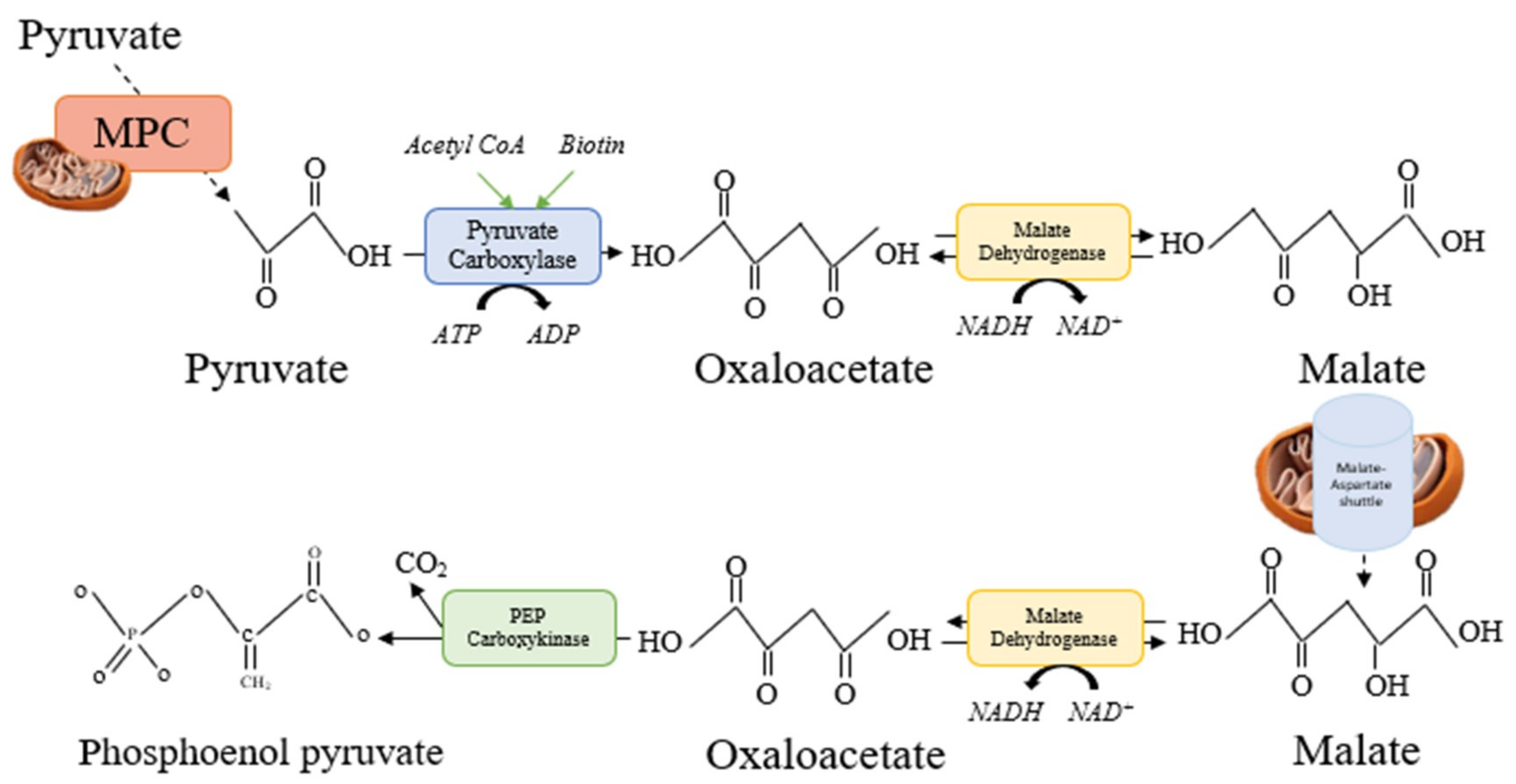 Nutrients 11 01571 g003