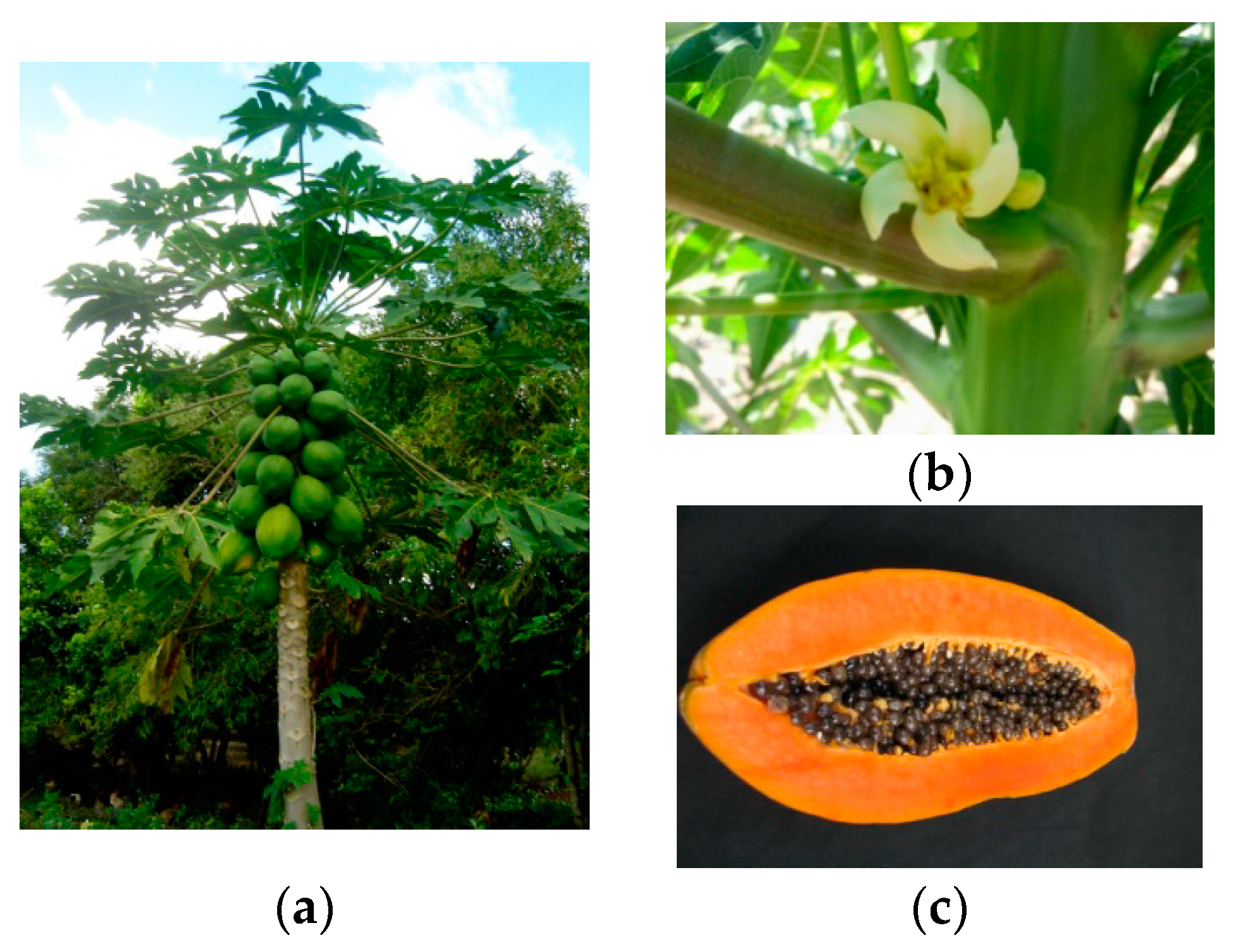 Nutrients 11 01608 g001