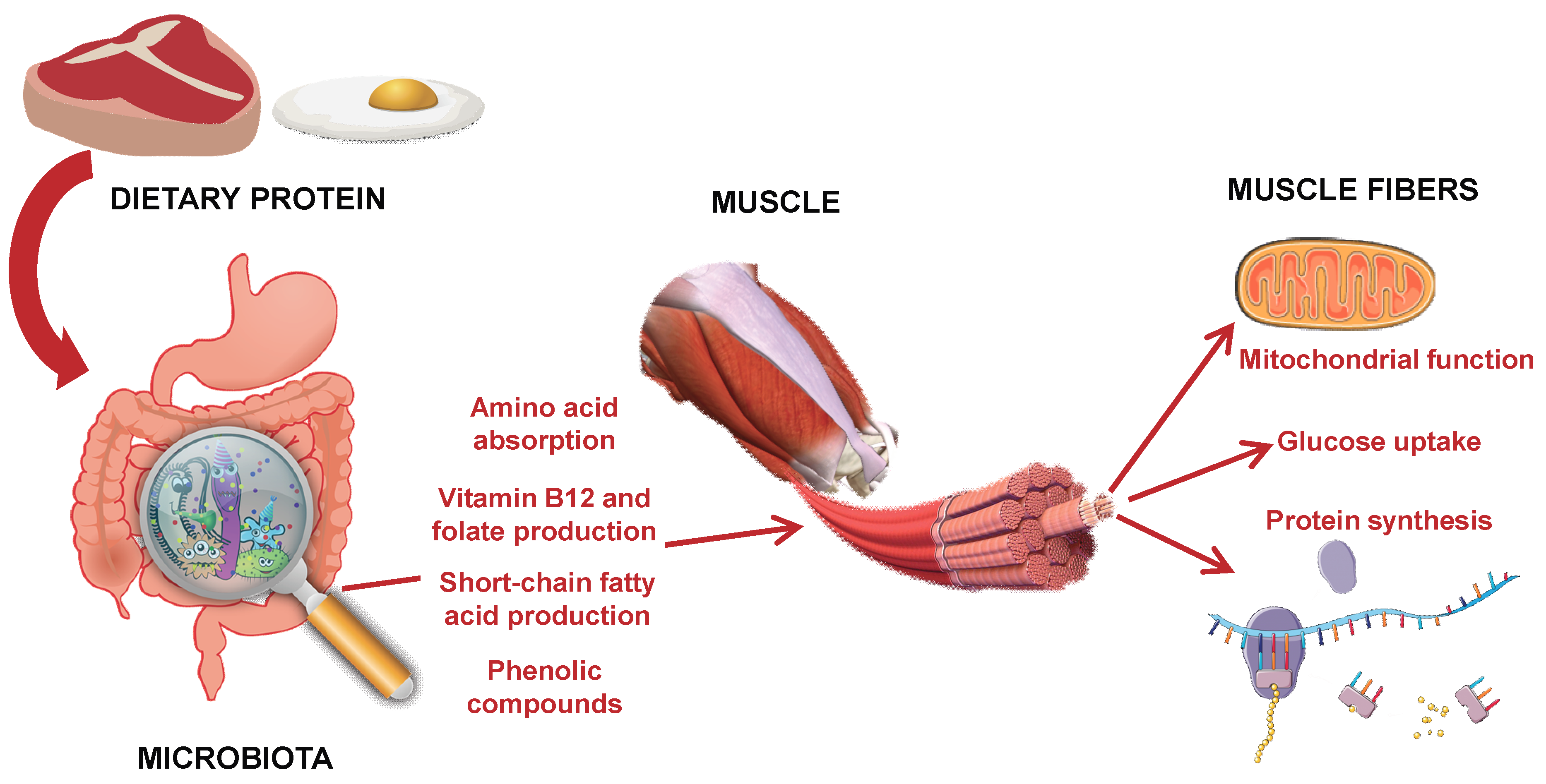 Nutrients 11 01633 g001 Nutrients 11 01633 g001