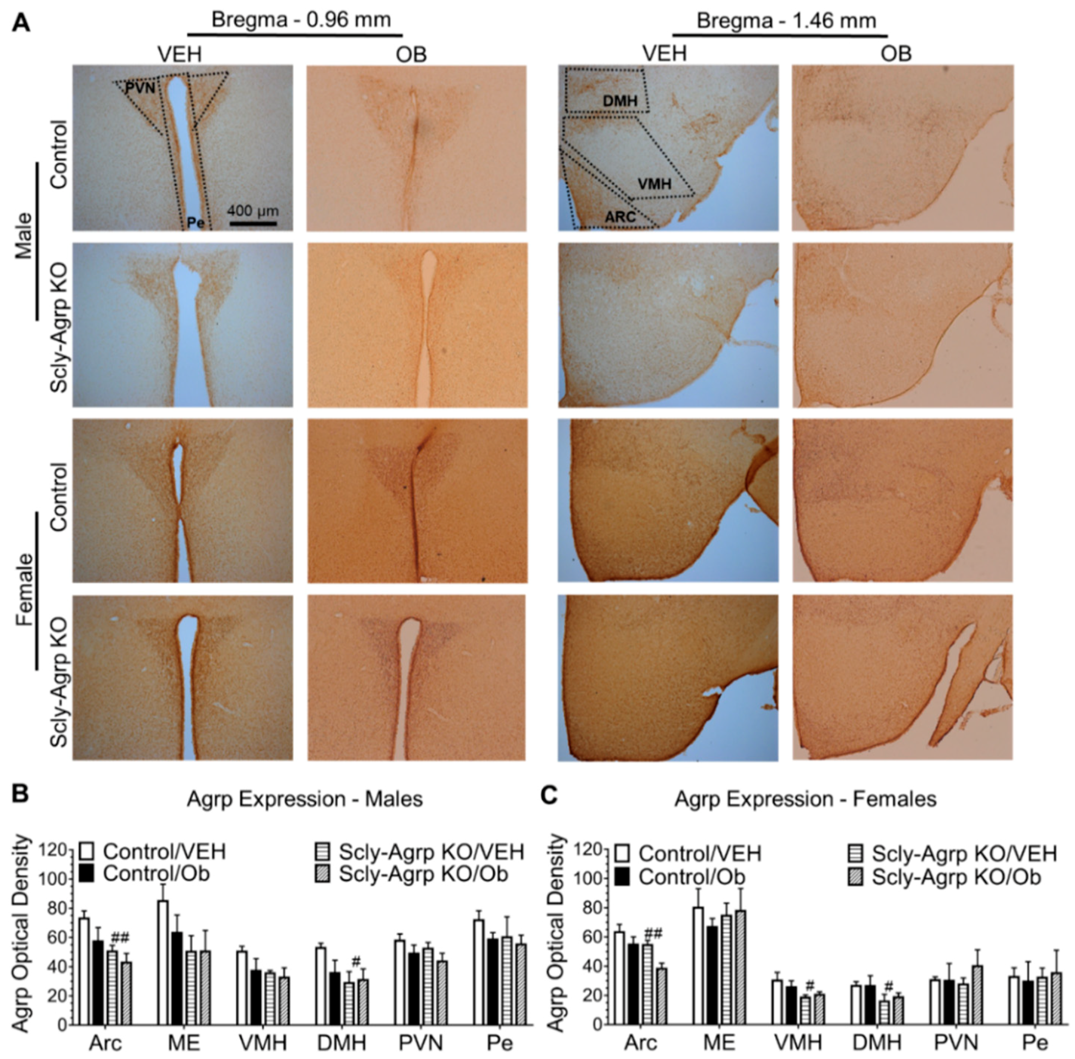 Nutrients 11 01693 g004 Nutrients 11 01693 g004