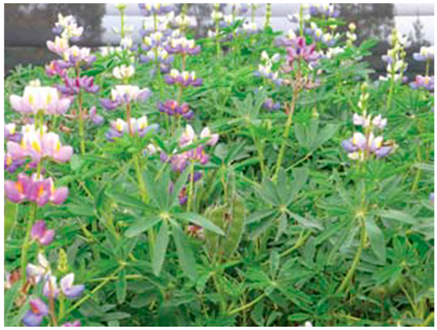 Nutrients 11 01785 g005 Nutrients 11 01785 g005