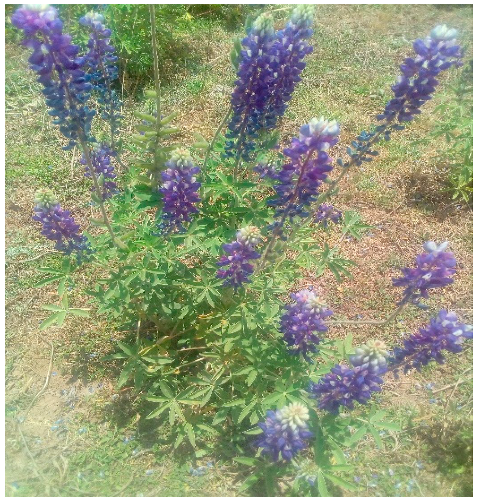 Nutrients 11 01785 g008 Nutrients 11 01785 g008